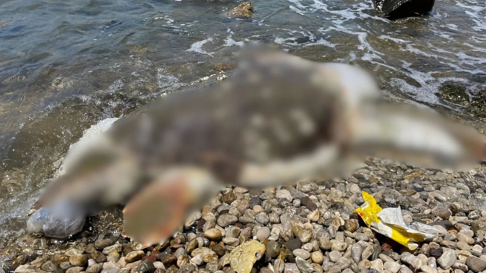Fethiye 2. Etap Sahil Bandı'nda caretta caretta karaya vurdu