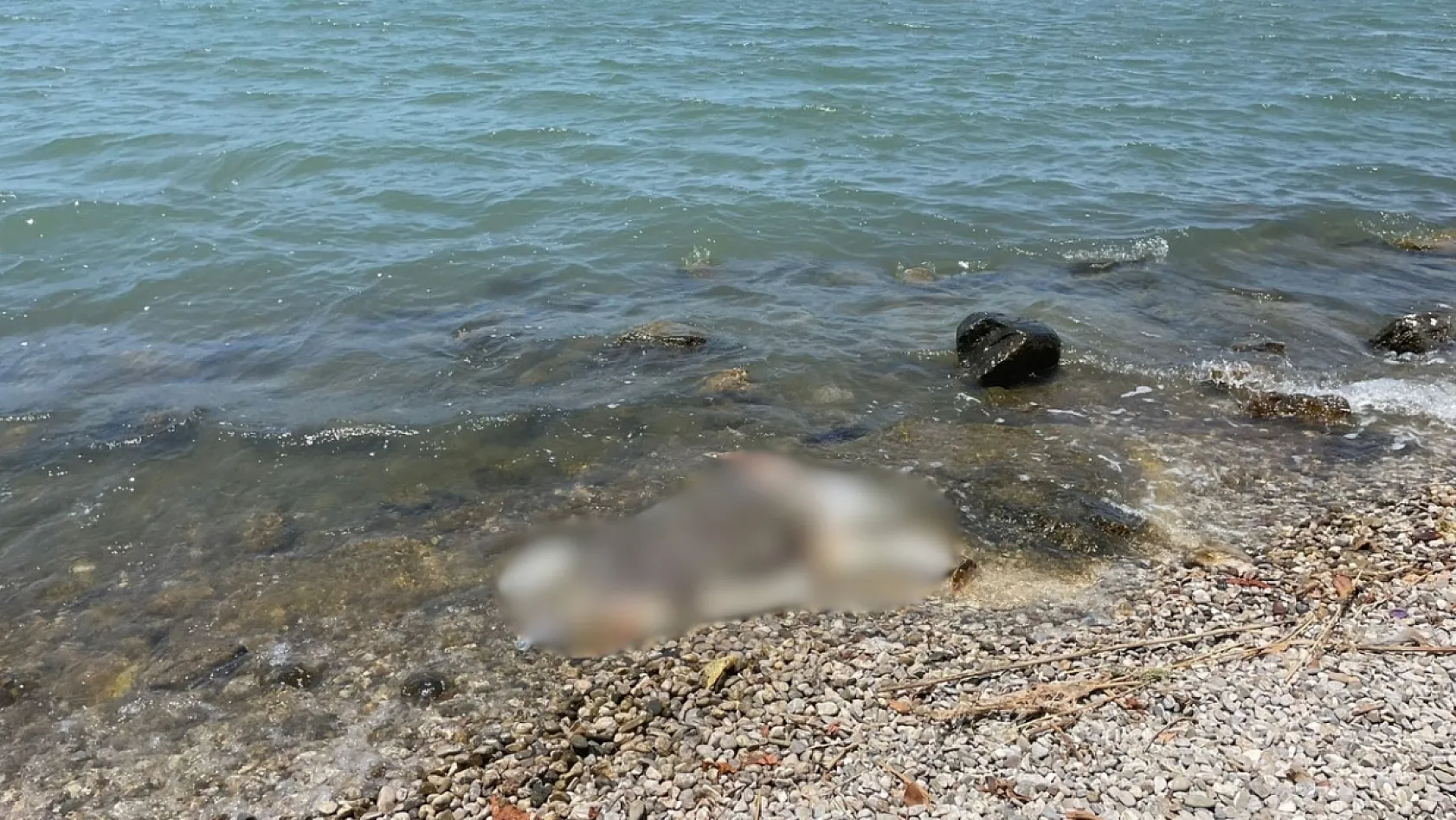 Fethiye 2. Etap Sahil Bandı'nda caretta caretta karaya vurdu