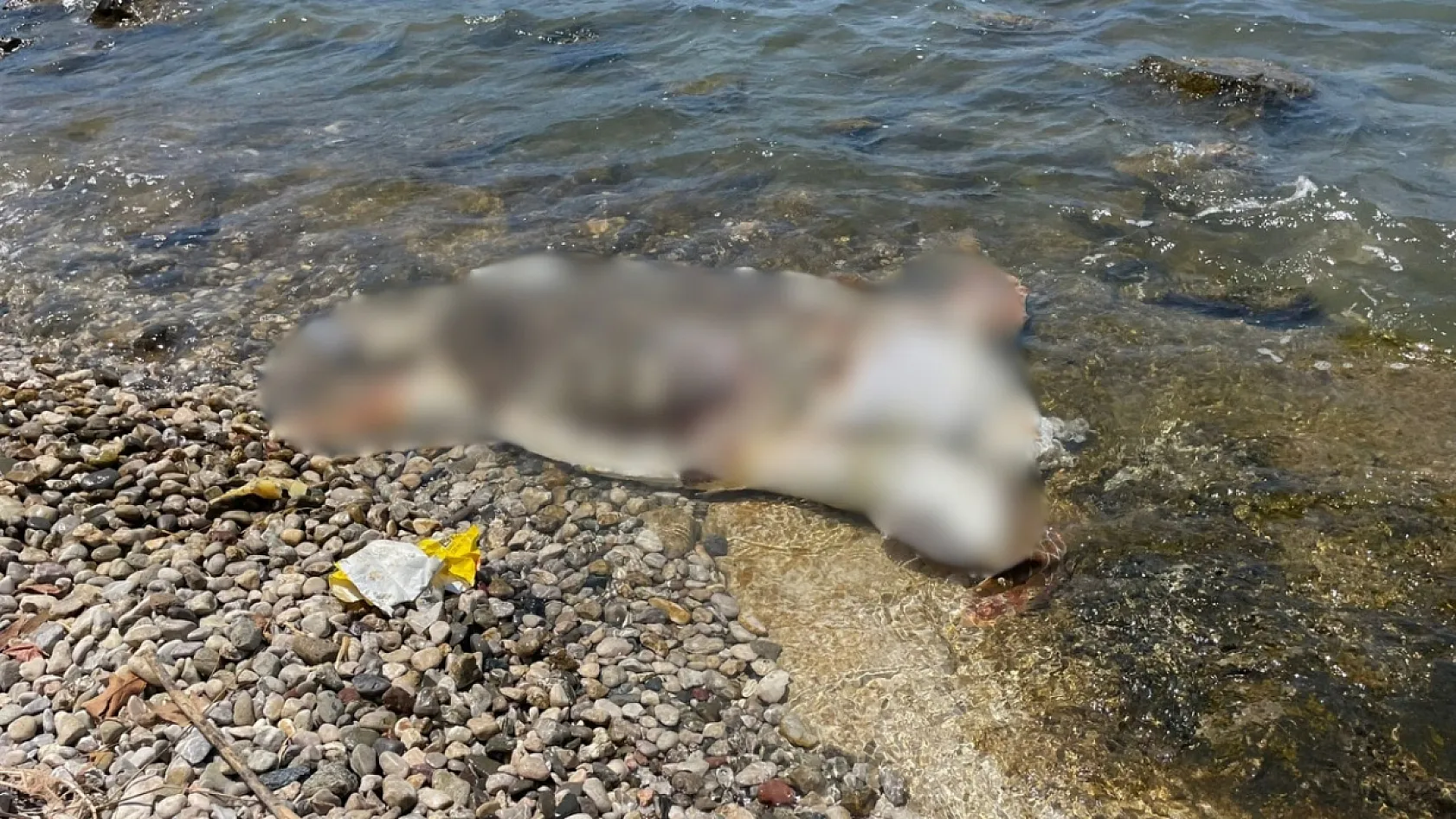 Fethiye 2. Etap Sahil Bandı'nda caretta caretta karaya vurdu