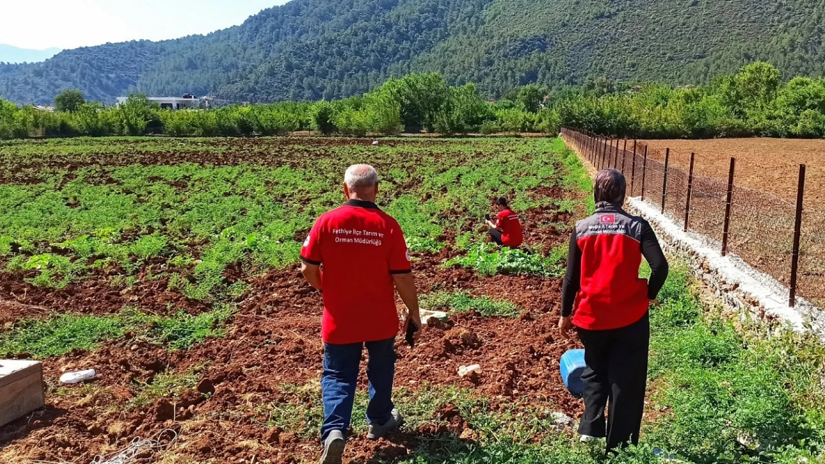 Fethiye'de üretim planlaması için nohut tarlaları incelendi