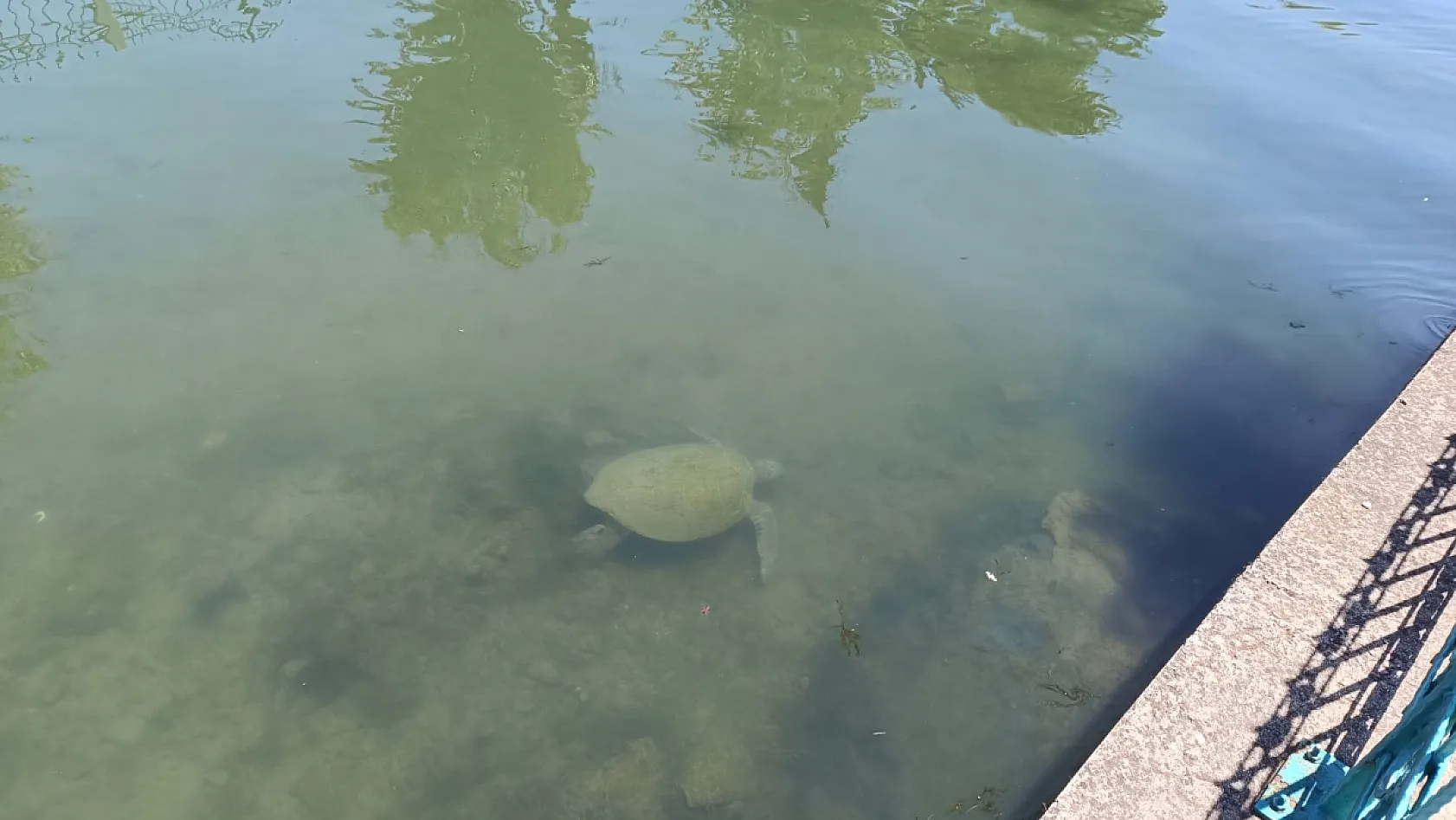 Fethiye Körfezi'ne bağlanan kanaldaki 'Caretta Carettalar' ilgi odağı oldu