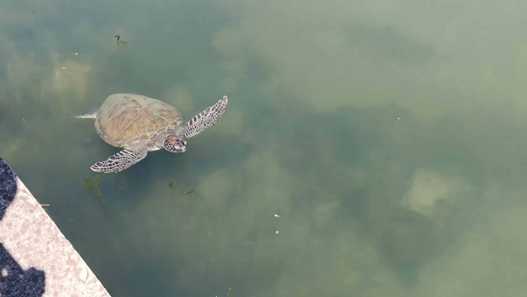 Fethiye Körfezi'ne bağlanan kanaldaki 'Caretta Carettalar' ilgi odağı oldu