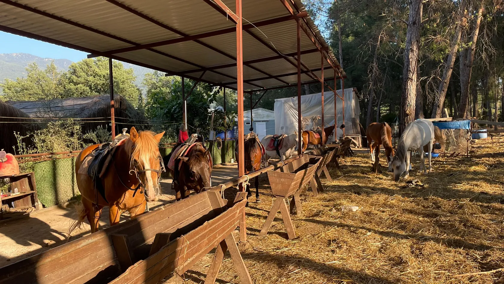 Fethiye Otizm Derneği'nden Anlamlı Etkinlik: Otizmli Bireyler Atlarla Doğayla Buluştu