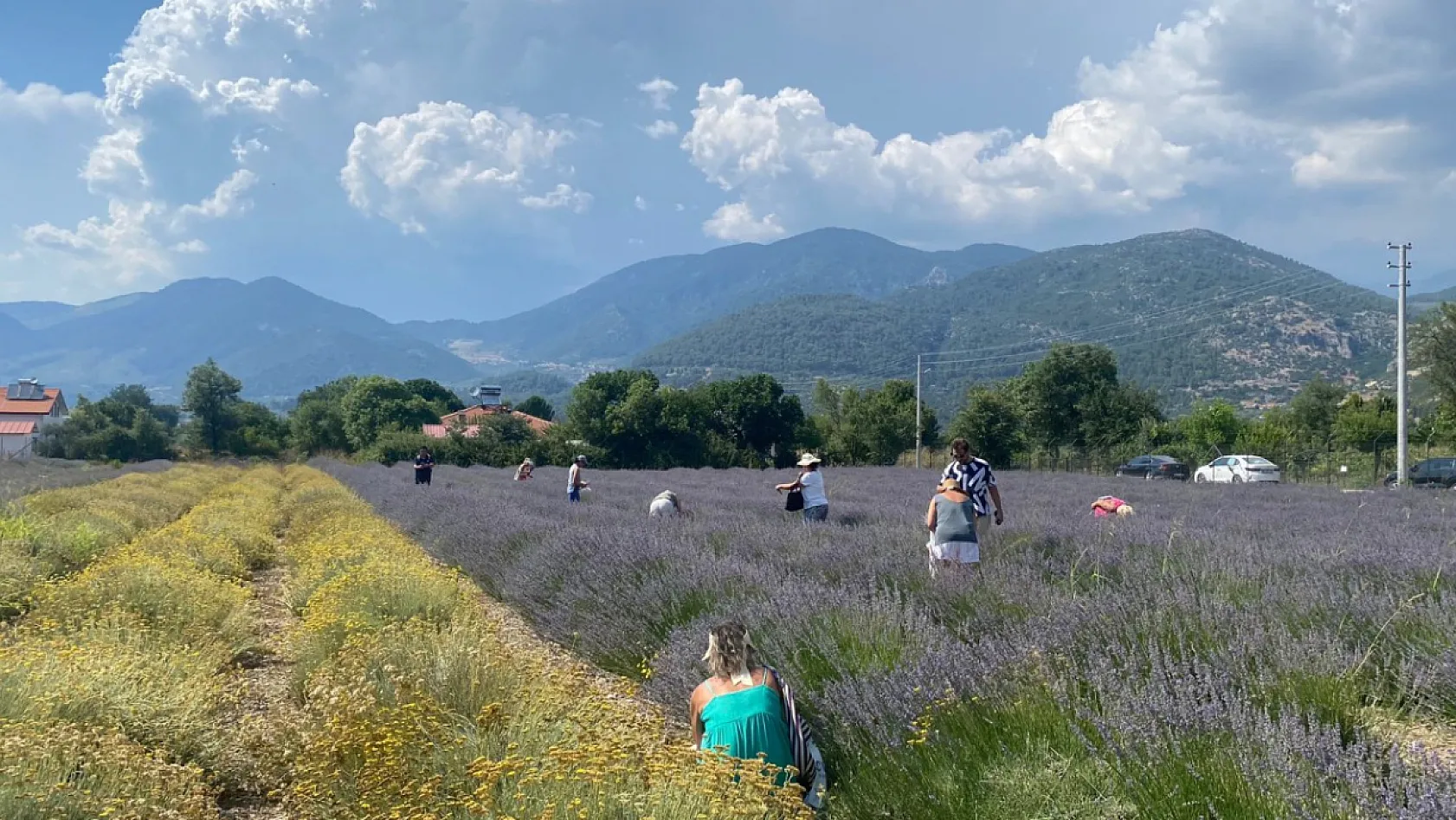 Fethiye Yeşilüzümlü'de 5. Lavanta Kesimi başladı