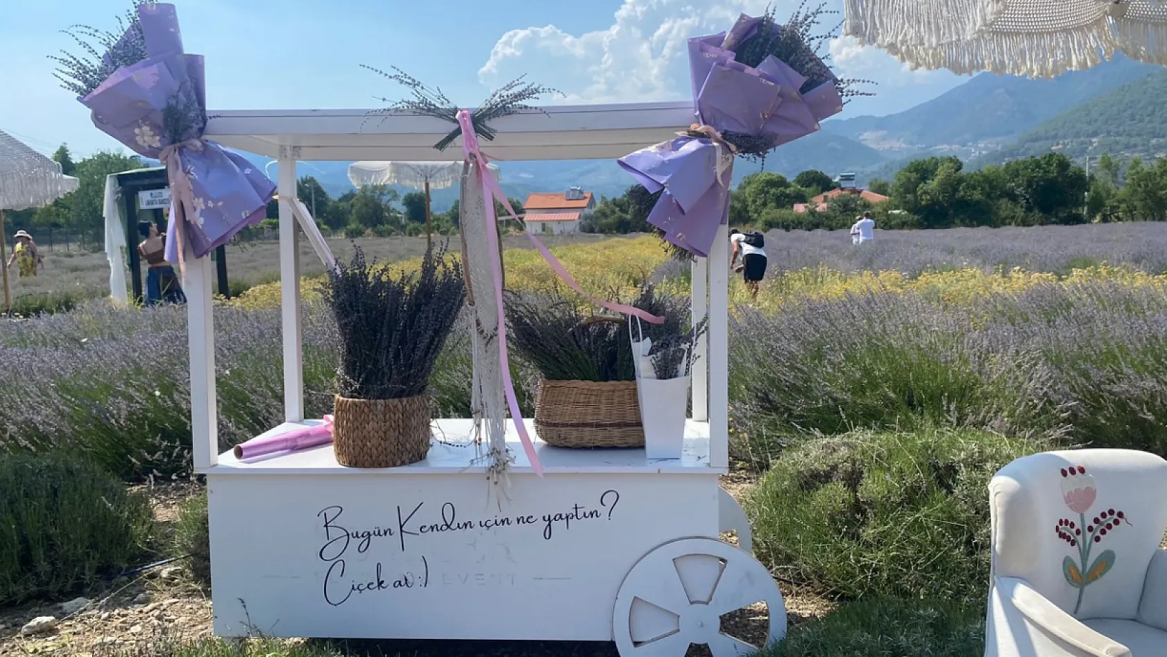 Fethiye Yeşilüzümlü'de 5. Lavanta Kesimi başladı