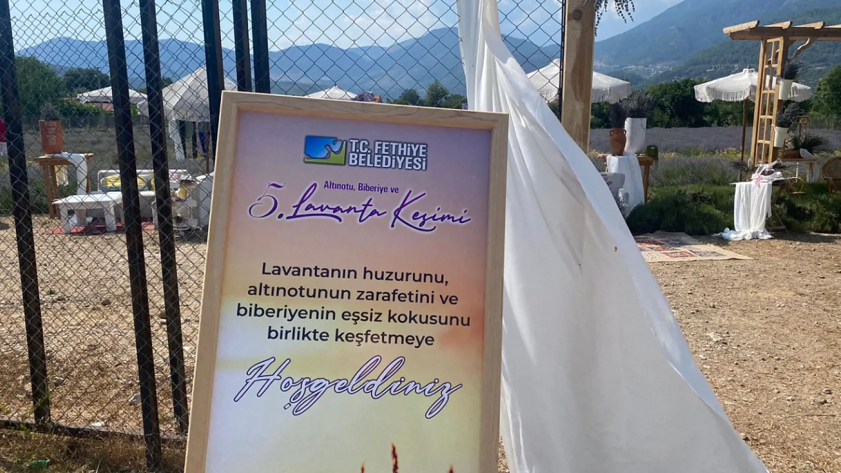Fethiye Yeşilüzümlü'de 5. Lavanta Kesimi başladı