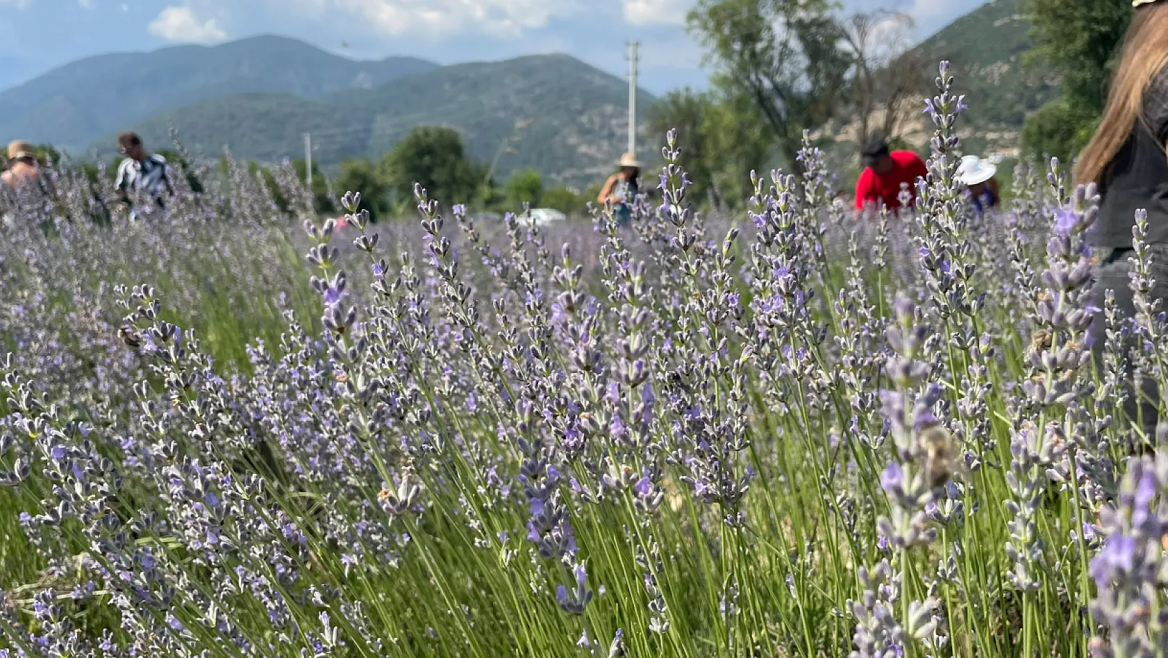 Fethiye Yeşilüzümlü'de 5. Lavanta Kesimi başladı