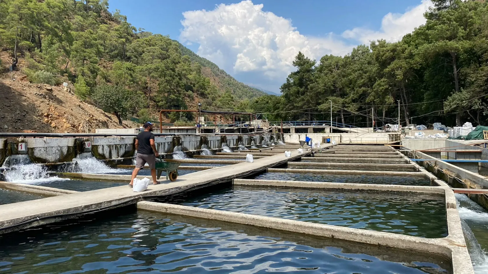 Fethiye'de 11 dönümlük tesis Avrupa'ya balık ihraç ediyor