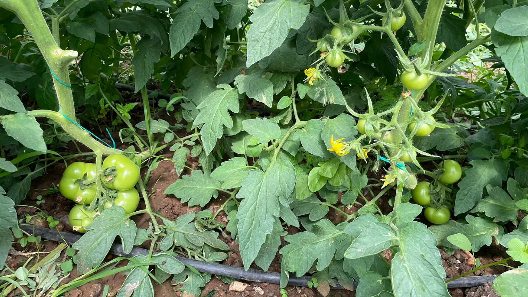 Fethiye'de Çiftçilik Yapıyor, Sosyal Medyada Üretimi Anlatıyor