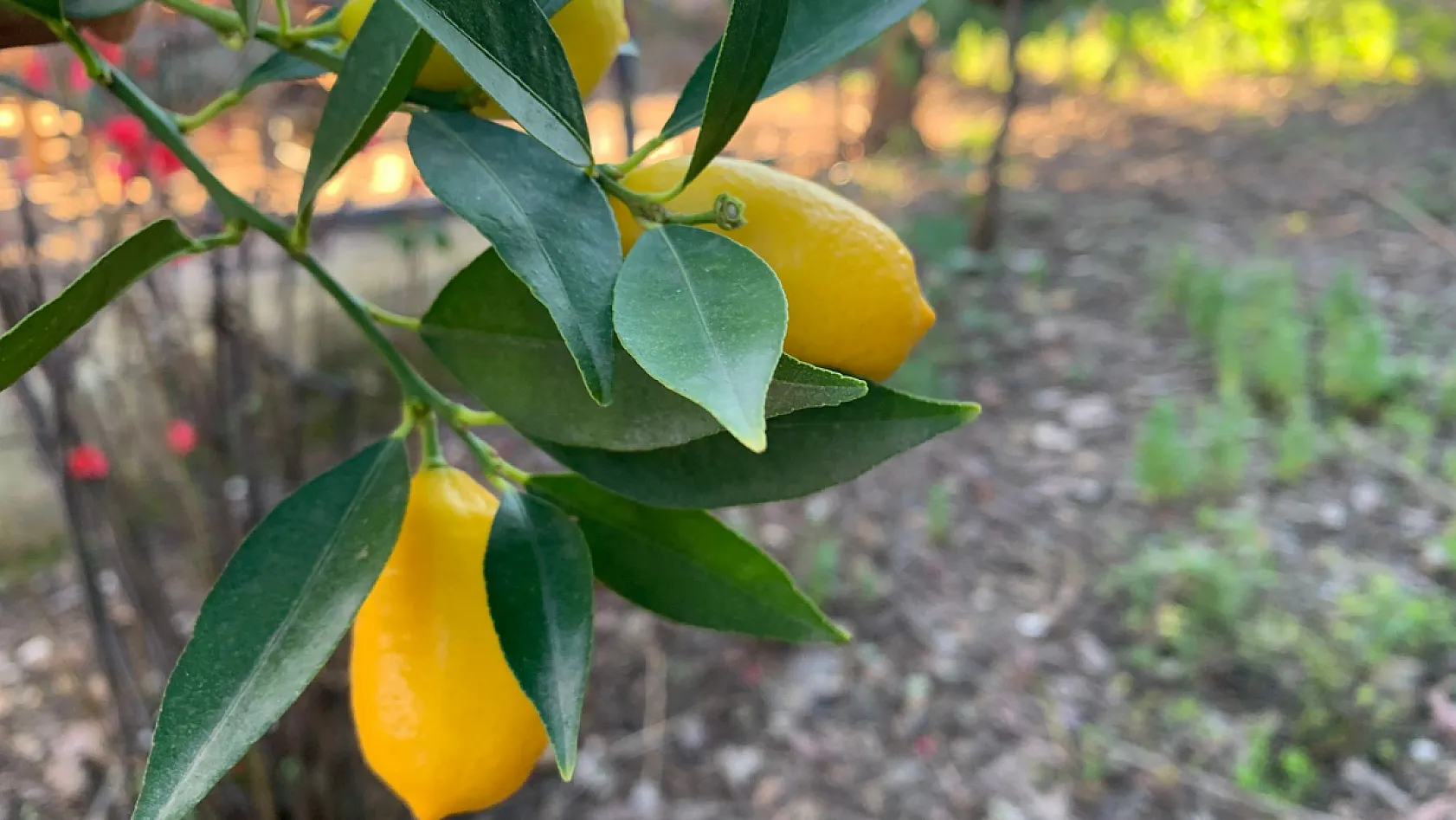 Fethiye'de dallarda 'Limequat' bereketi