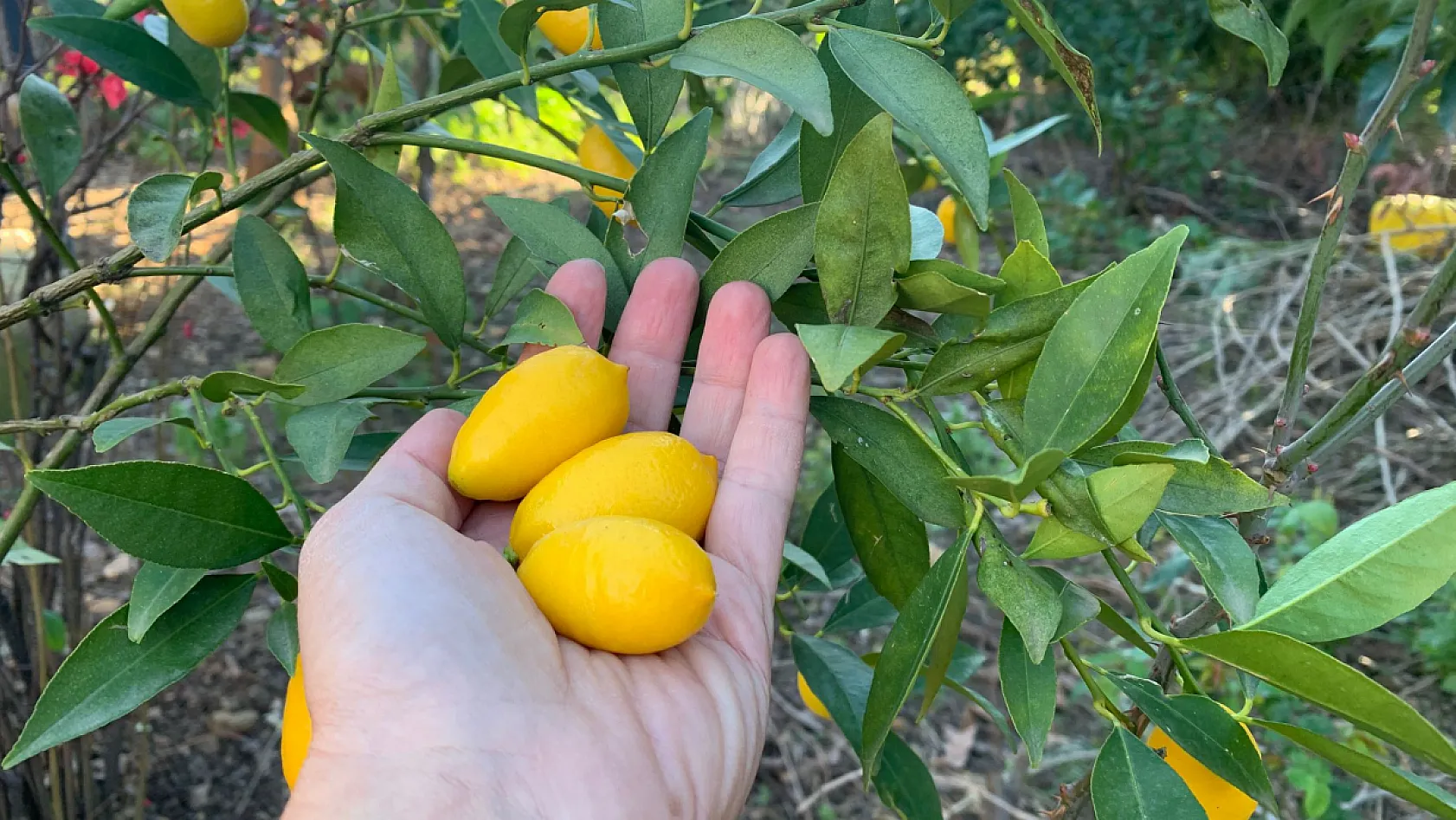 Fethiye'de dallarda 'Limequat' bereketi