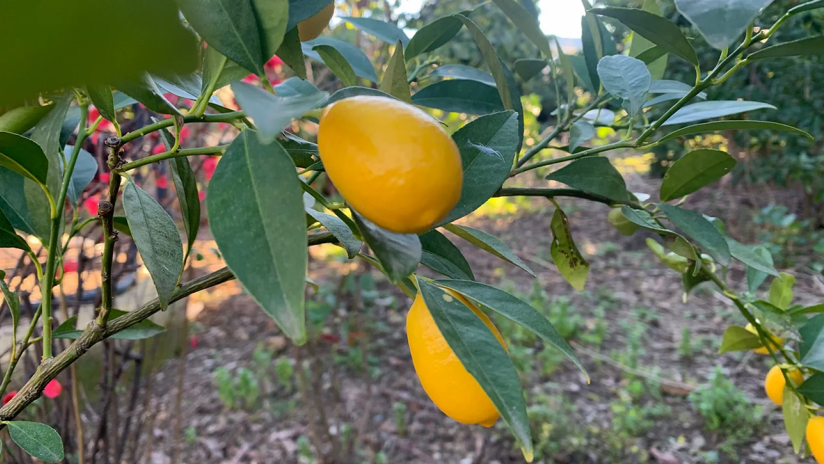Fethiye'de dallarda 'Limequat' bereketi