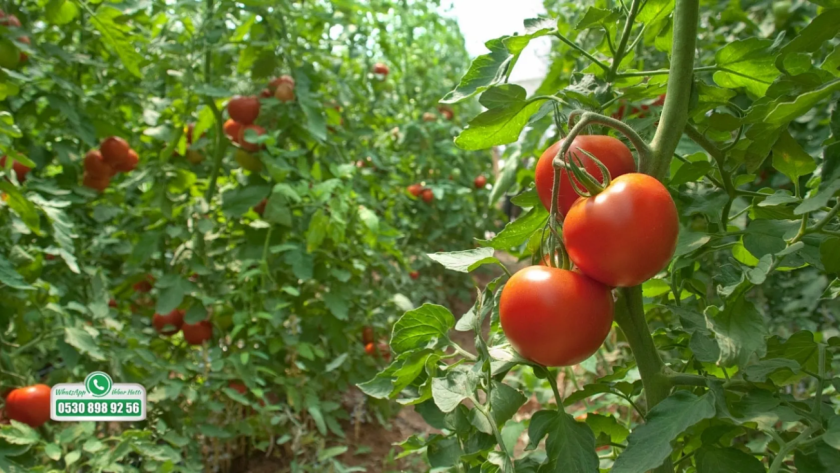 Fethiye'de domates fiyatları üreticiyi memnun etti: Gözler girdi maliyetlerinde