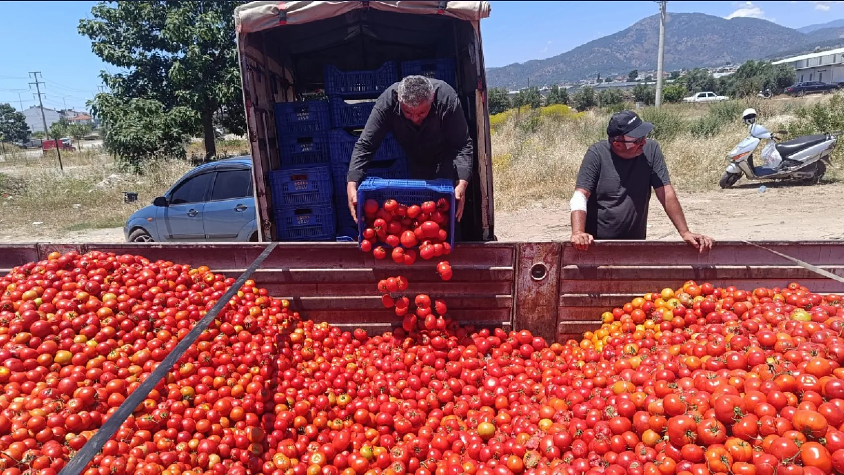 Fethiye'de domates üreticisinden tepki: 'Emeğin karşılığı yok'