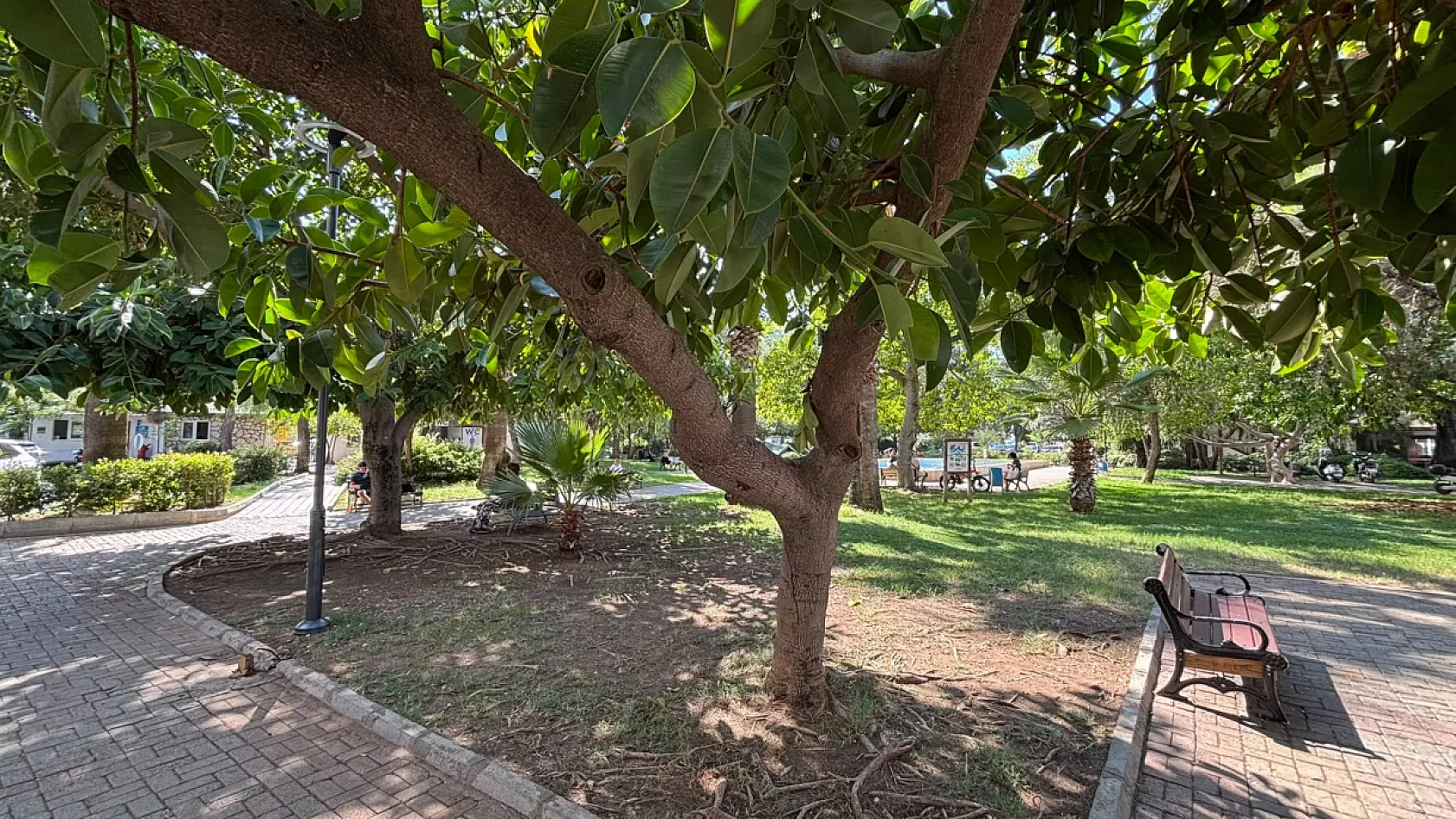 Fethiye'de kauçuk ağaçları geniş gölgeleriyle öne çıkıyor