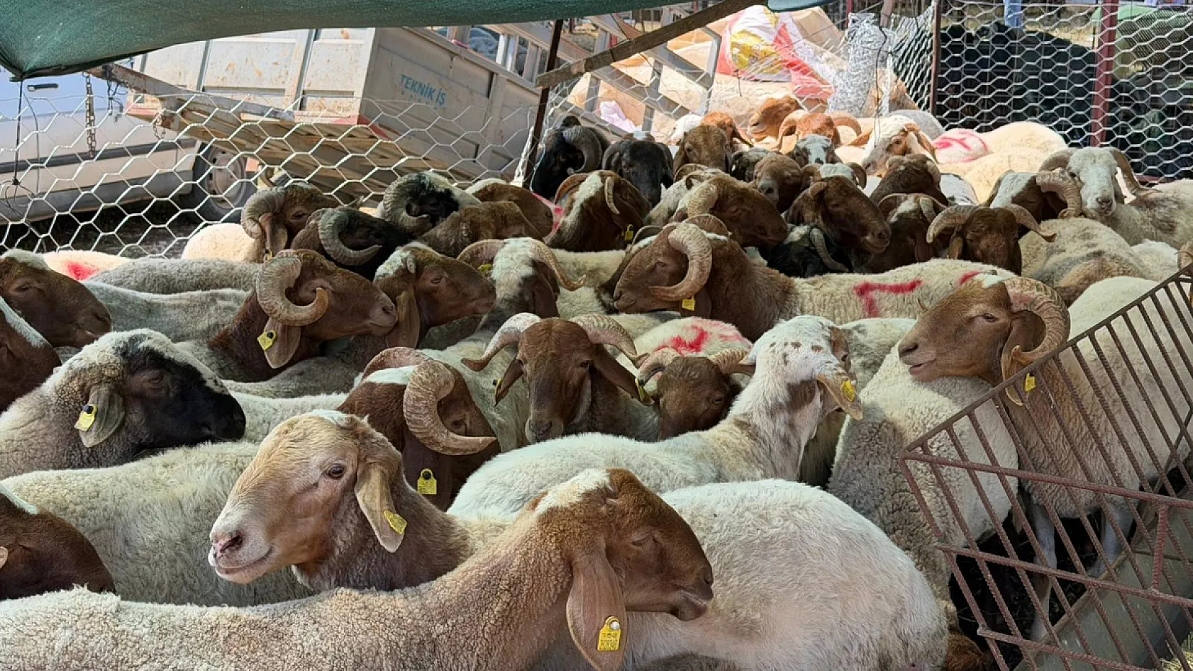 Fethiye'de Kurban Pazarı Hareketleniyor: Besiciler Maliyetlerden Dertli