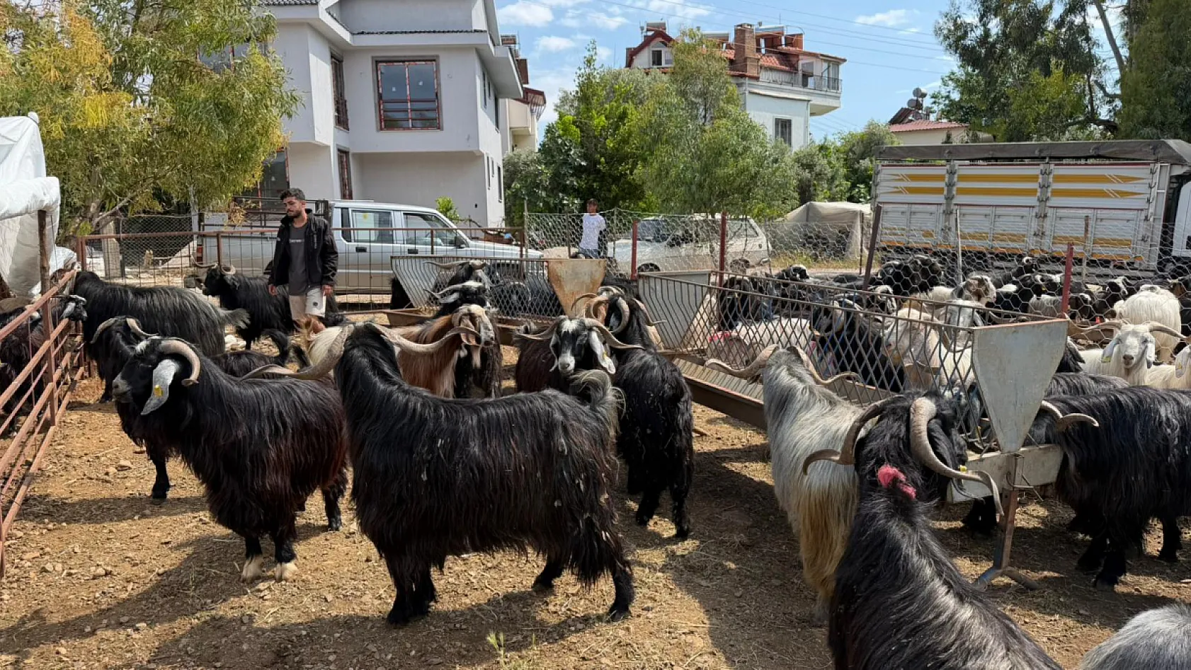Fethiye'de Kurban Pazarı Hareketleniyor: Besiciler Maliyetlerden Dertli