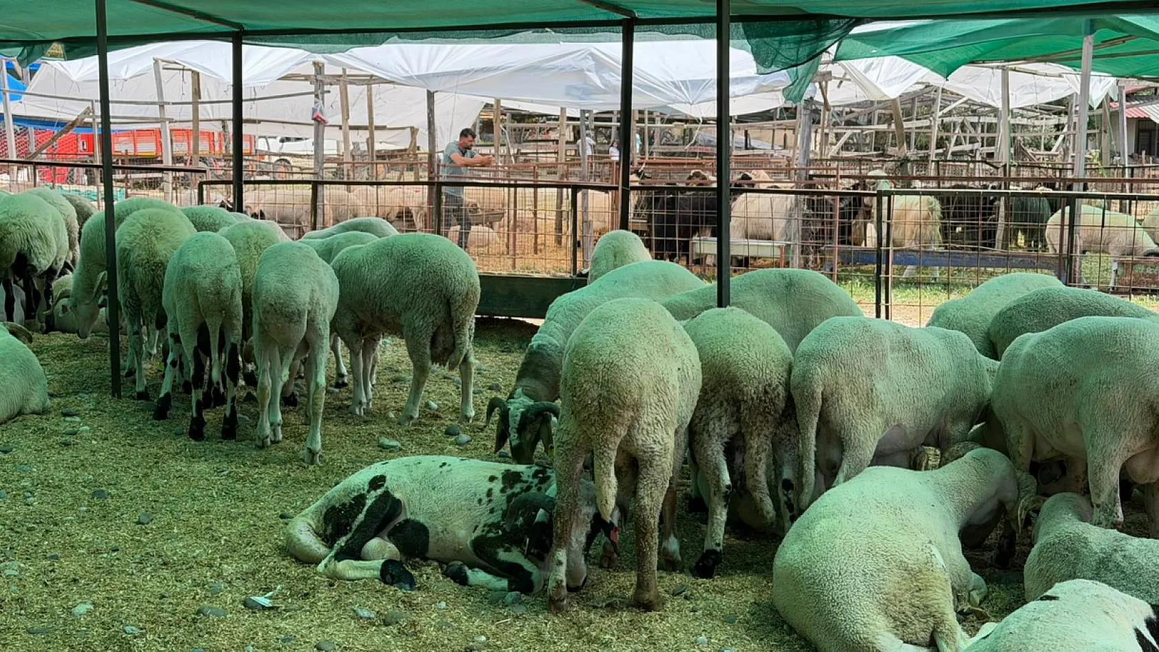 Fethiye'de kurbanlık hareketliliği başladı: Çarıklı Et'ten 3 bin metrelik yayla kalitesi