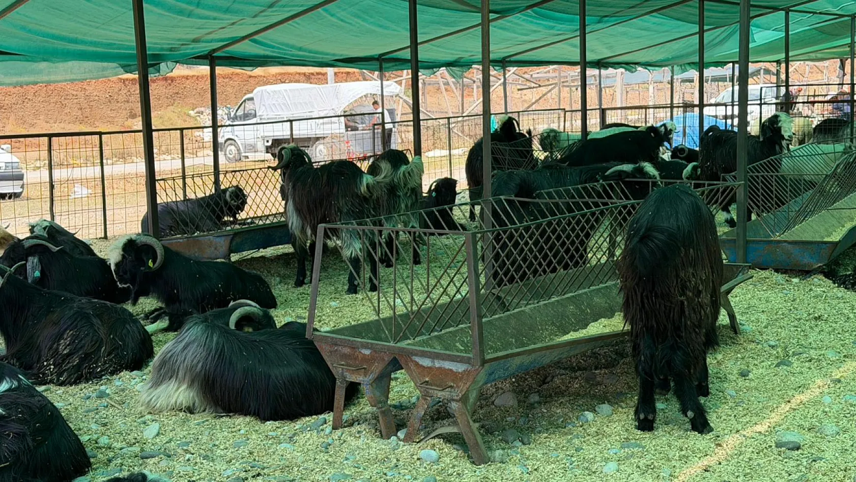 Fethiye'de kurbanlık hareketliliği başladı: Çarıklı Et'ten 3 bin metrelik yayla kalitesi