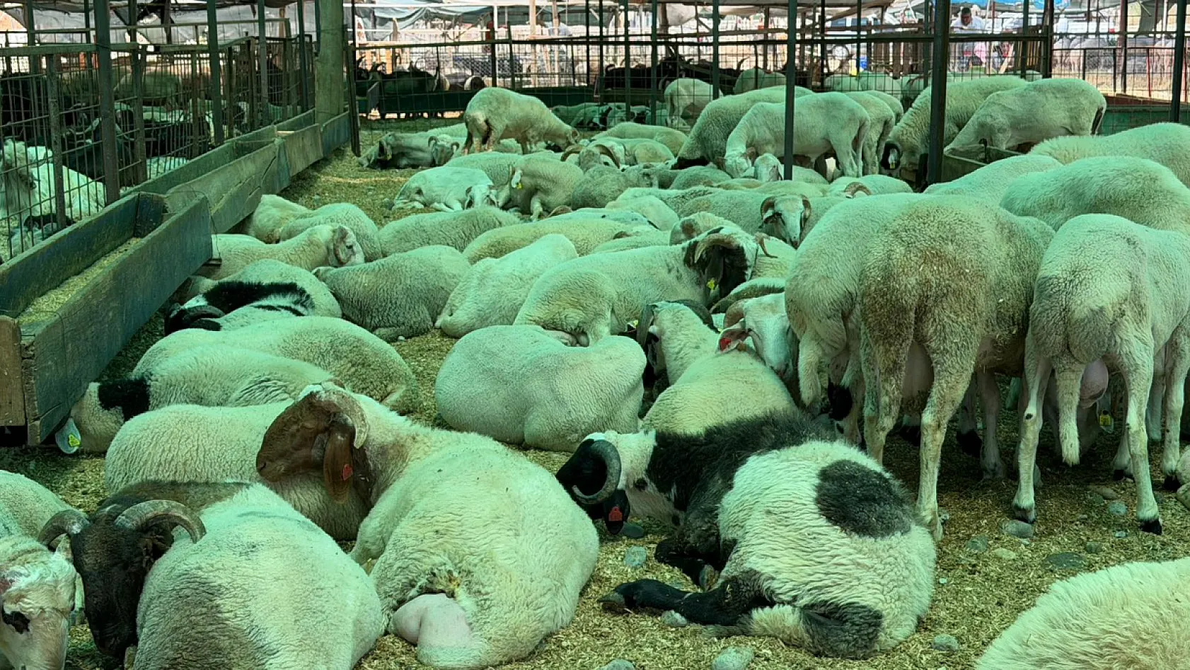 Fethiye'de kurbanlık hareketliliği başladı: Çarıklı Et'ten 3 bin metrelik yayla kalitesi