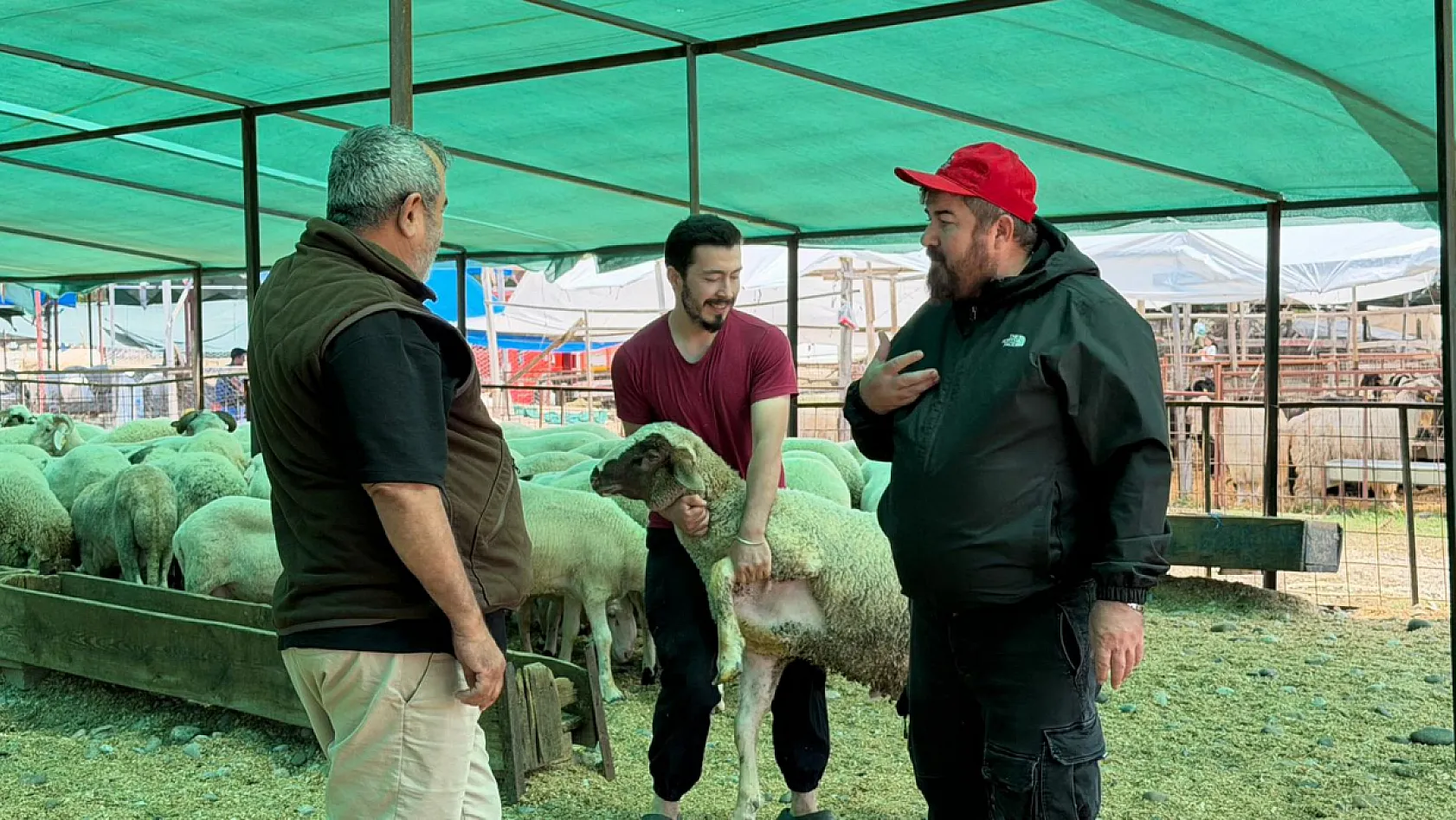 Fethiye'de kurbanlık hareketliliği başladı: Çarıklı Et'ten 3 bin metrelik yayla kalitesi