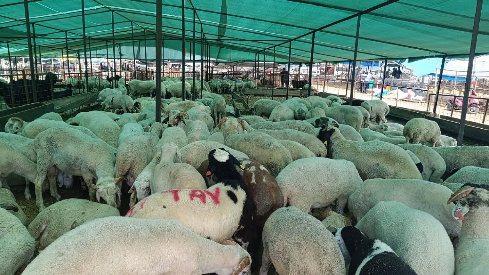Fethiye'de Kurbanlık Satışları Bayramın İlk Gününde de Devam Etti