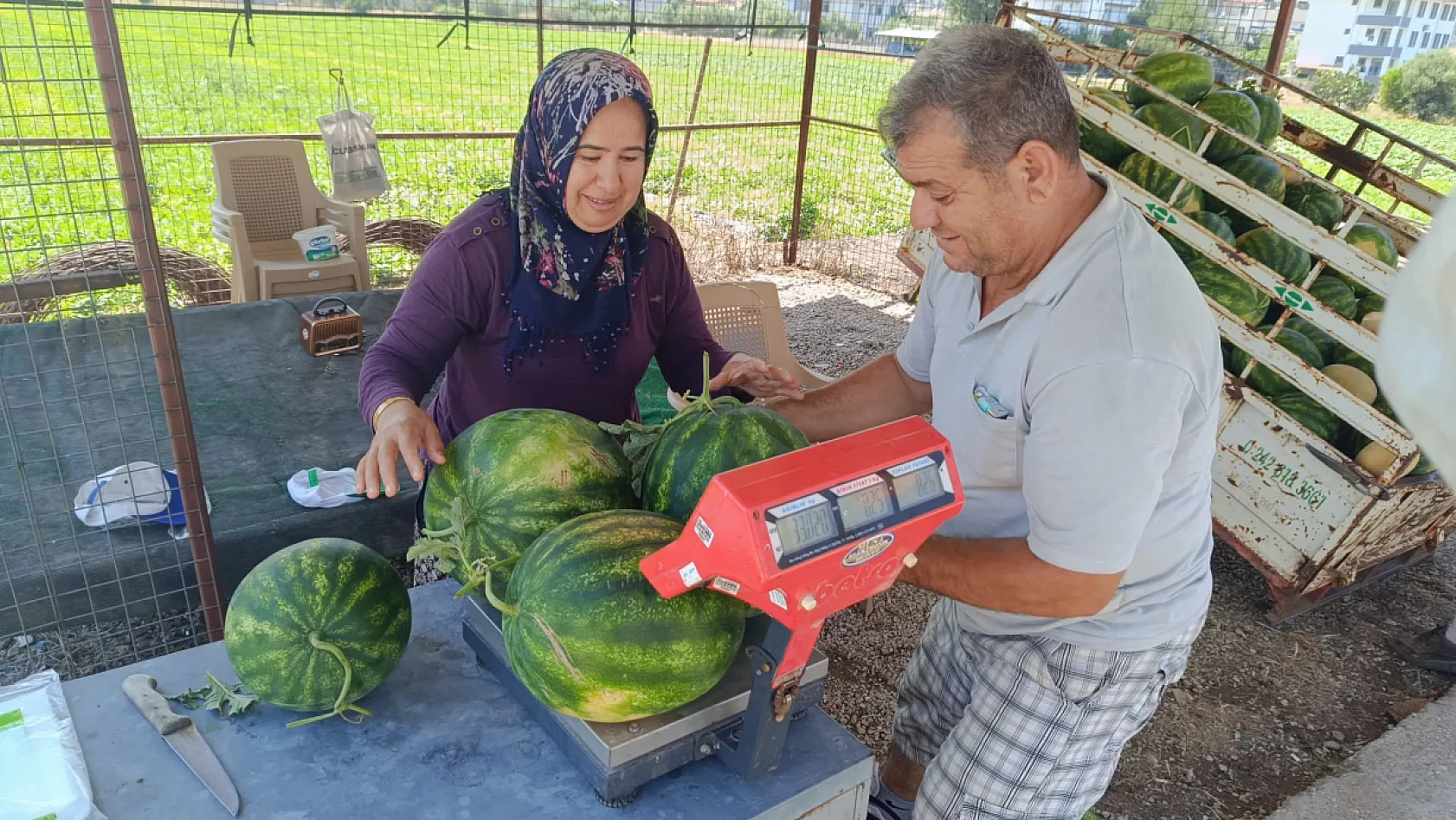Fethiye'de sezonun ilk yerli karpuzu tezgaha indi