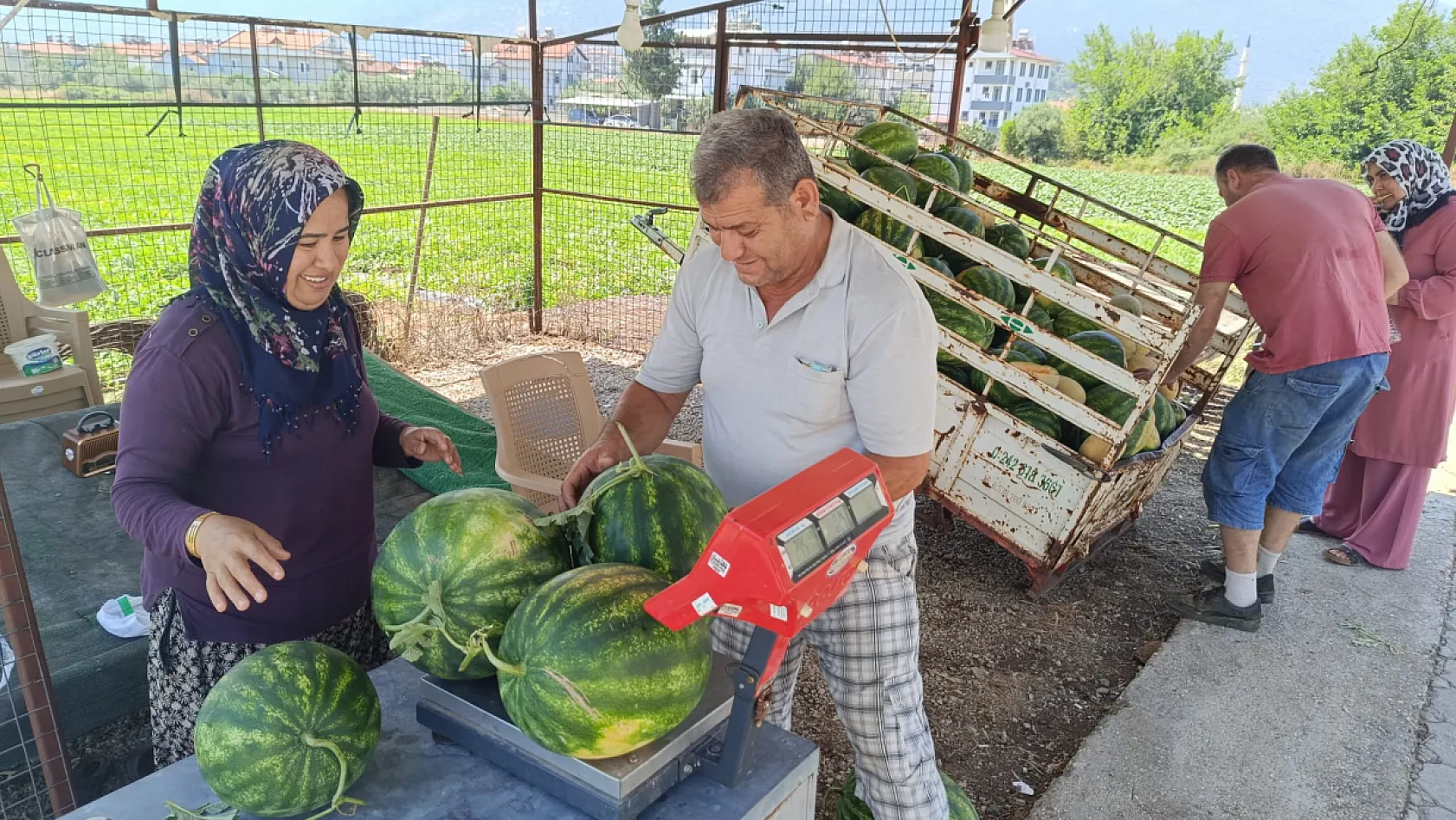 Fethiye'de sezonun ilk yerli karpuzu tezgaha indi