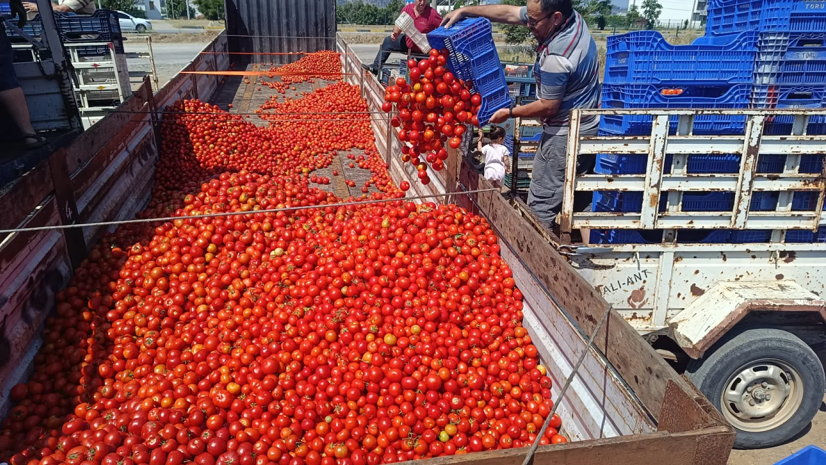Fethiye'de üreticinin yüzü salçaya döndü: Domates fiyatlarındaki düşüş çiftçiyi zorluyor