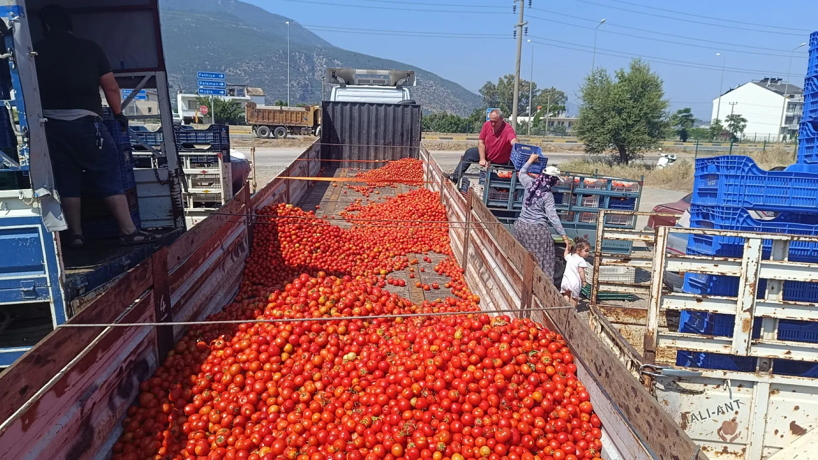Fethiye'de üreticinin yüzü salçaya döndü: Domates fiyatlarındaki düşüş çiftçiyi zorluyor