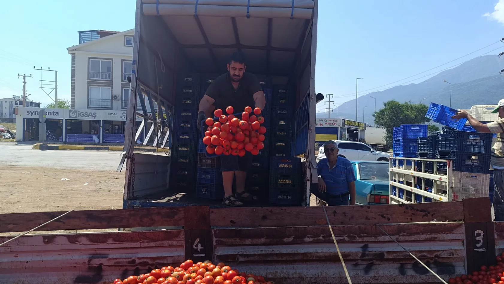 Fethiye'de üreticinin yüzü salçaya döndü: Domates fiyatlarındaki düşüş çiftçiyi zorluyor