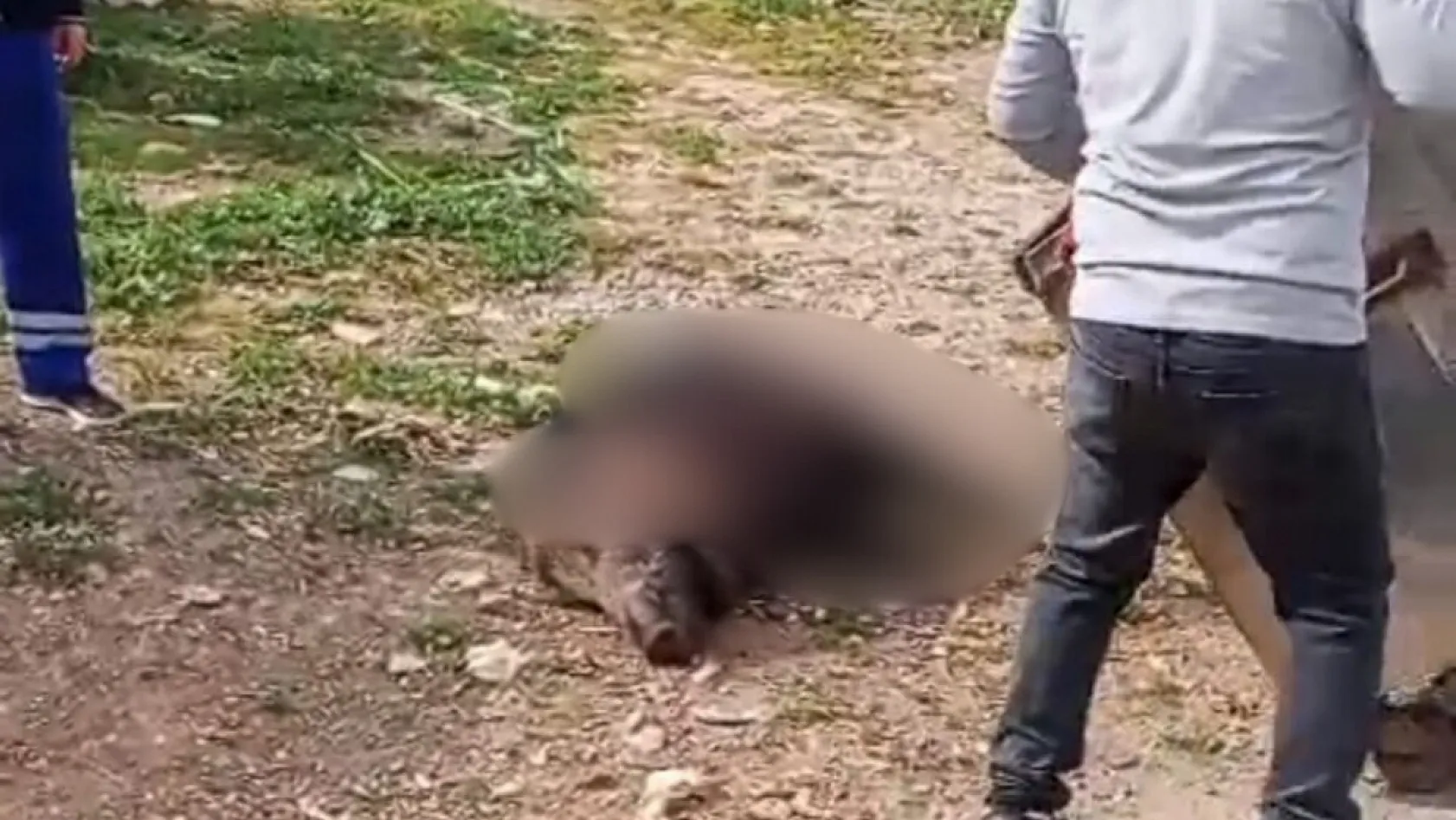 Fethiye'de vatandaş ihbar etti, ekipler kaldırdı: Patlangıç'ta ölü domuz