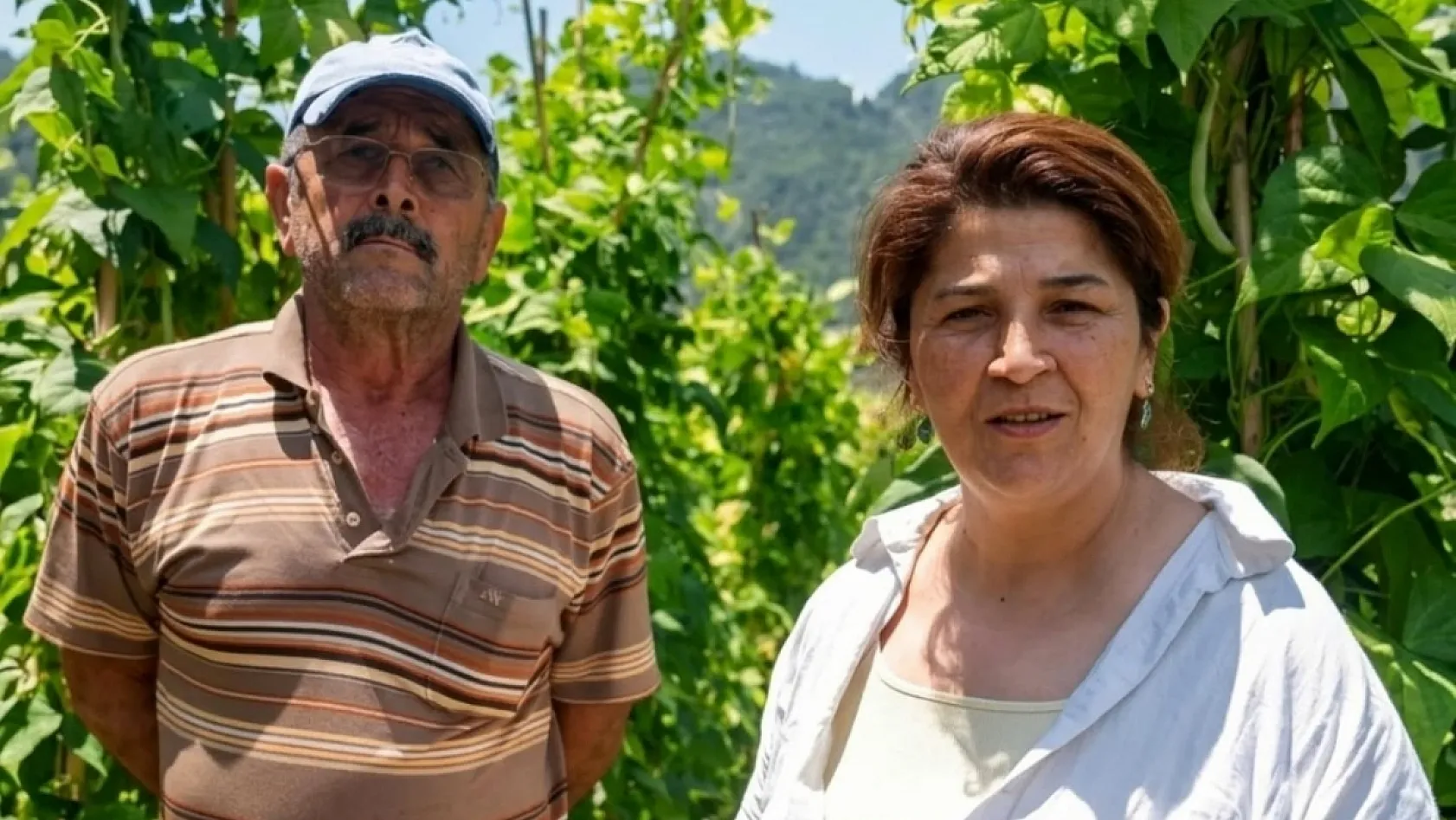 Fethiye'nin meşhur 'İnlice Barbunyasında' hasat mesaisi başladı