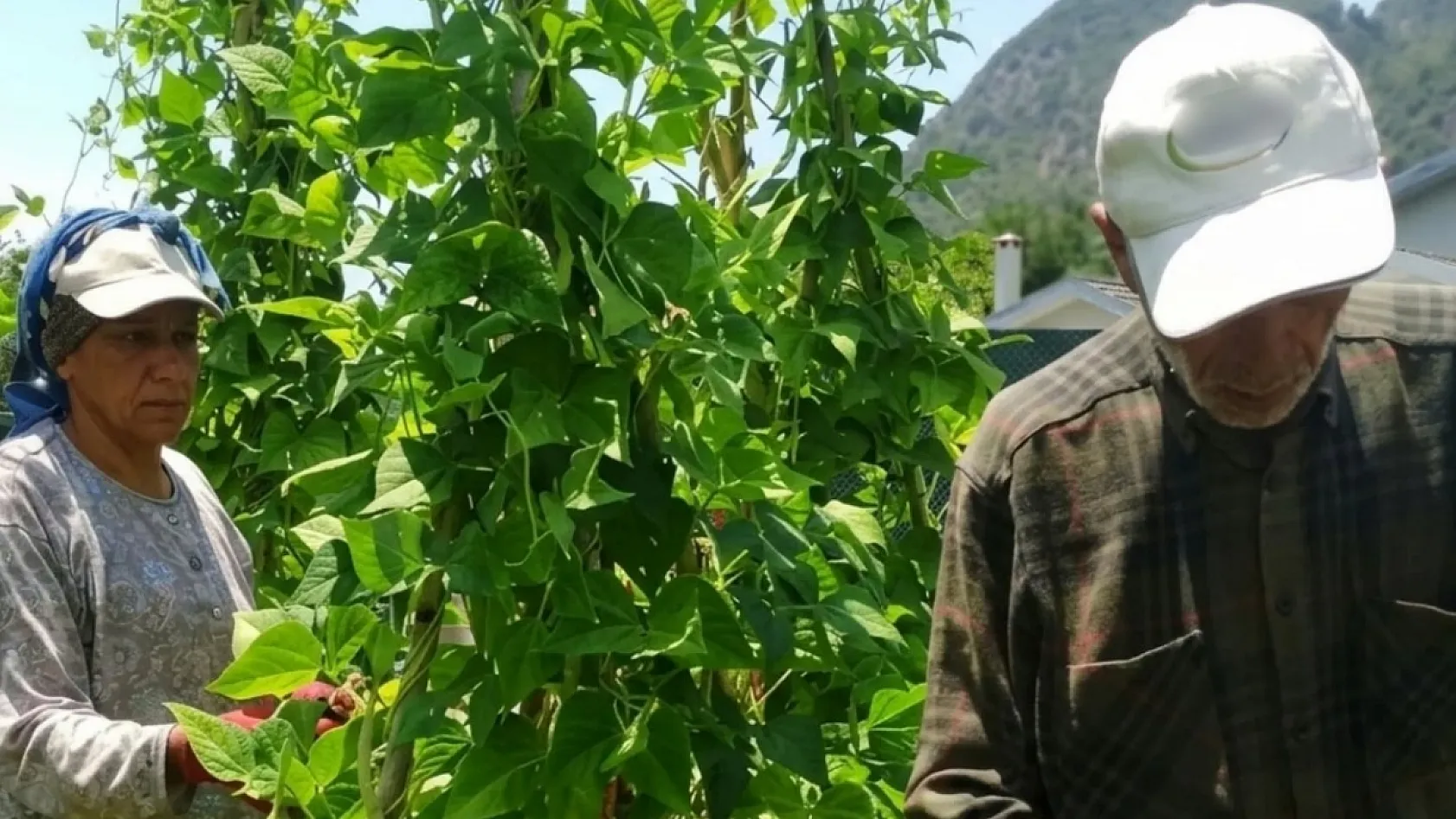 Fethiye'nin meşhur 'İnlice Barbunyasında' hasat mesaisi başladı