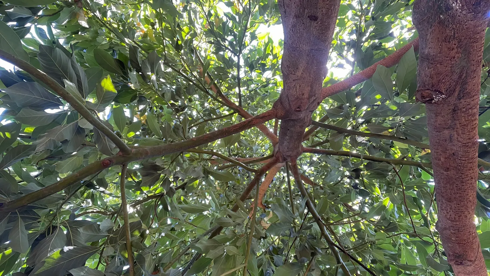 Fethiye'nin yeni tarım yıldızı: Avokado üreticisine dört mevsim umut oluyor