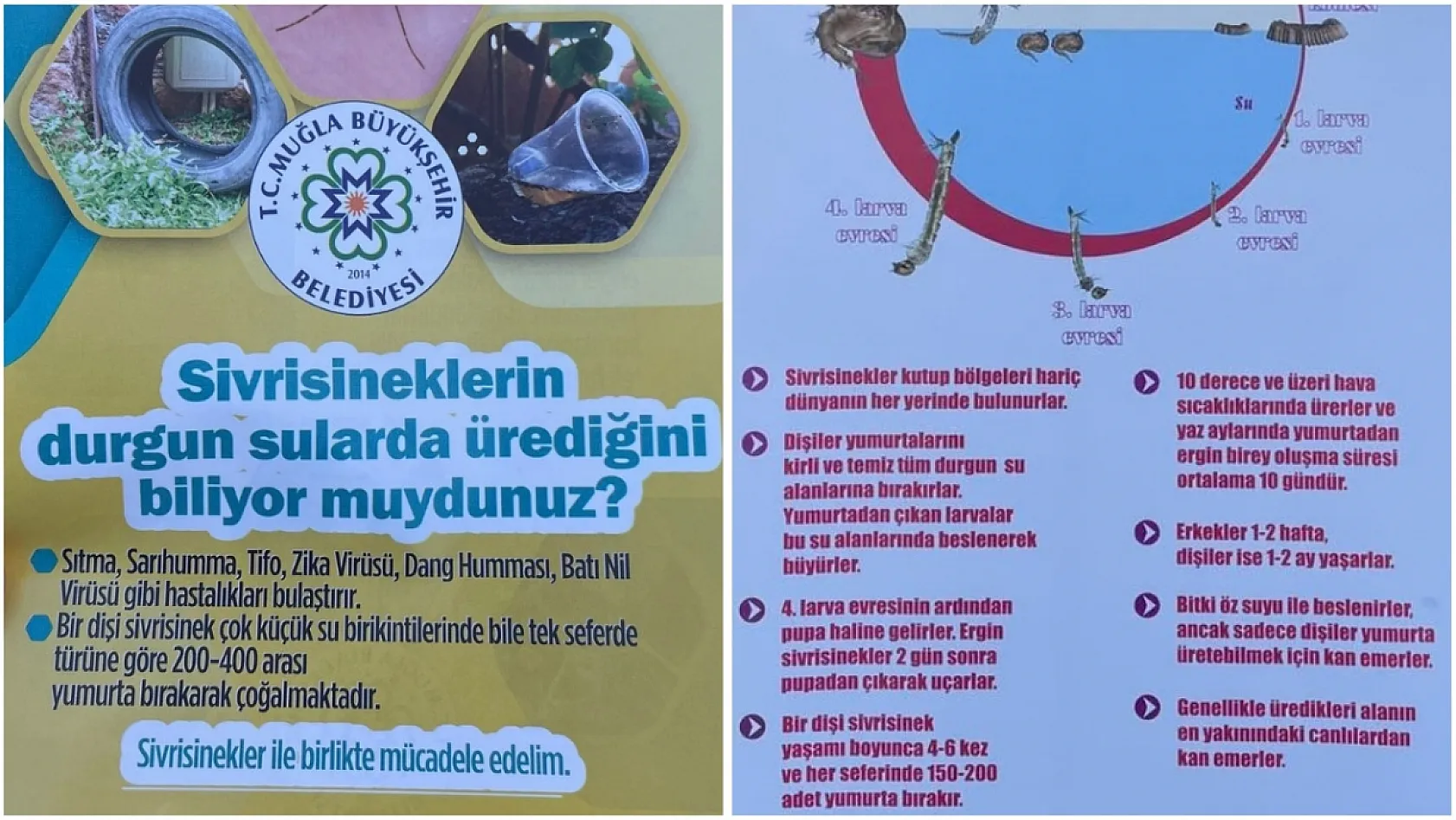 Fethiye'de sivrisinekle mücadele için bilgilendirme standı kuruldu
