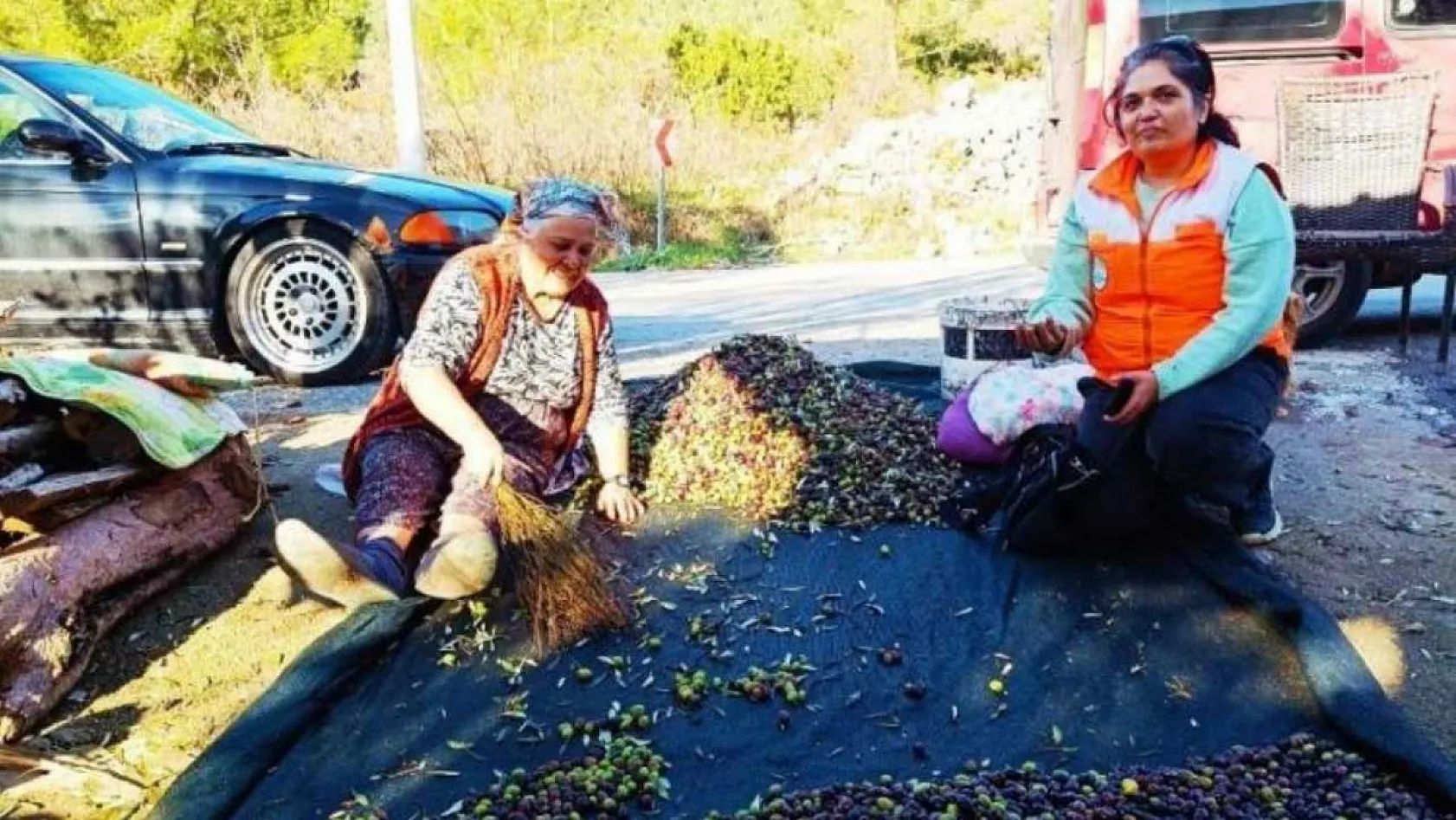 Menteşe'de zeytin üreticilerine yönelik kapsamlı bilgilendirme ve kontrol çalışmaları sürüyor