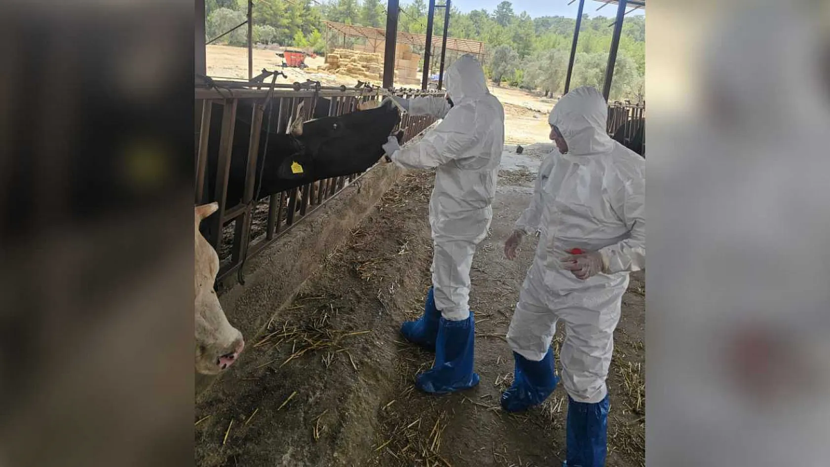 Seydikemer'de Şap Hastalığıyla Mücadele Aralıksız Sürüyor