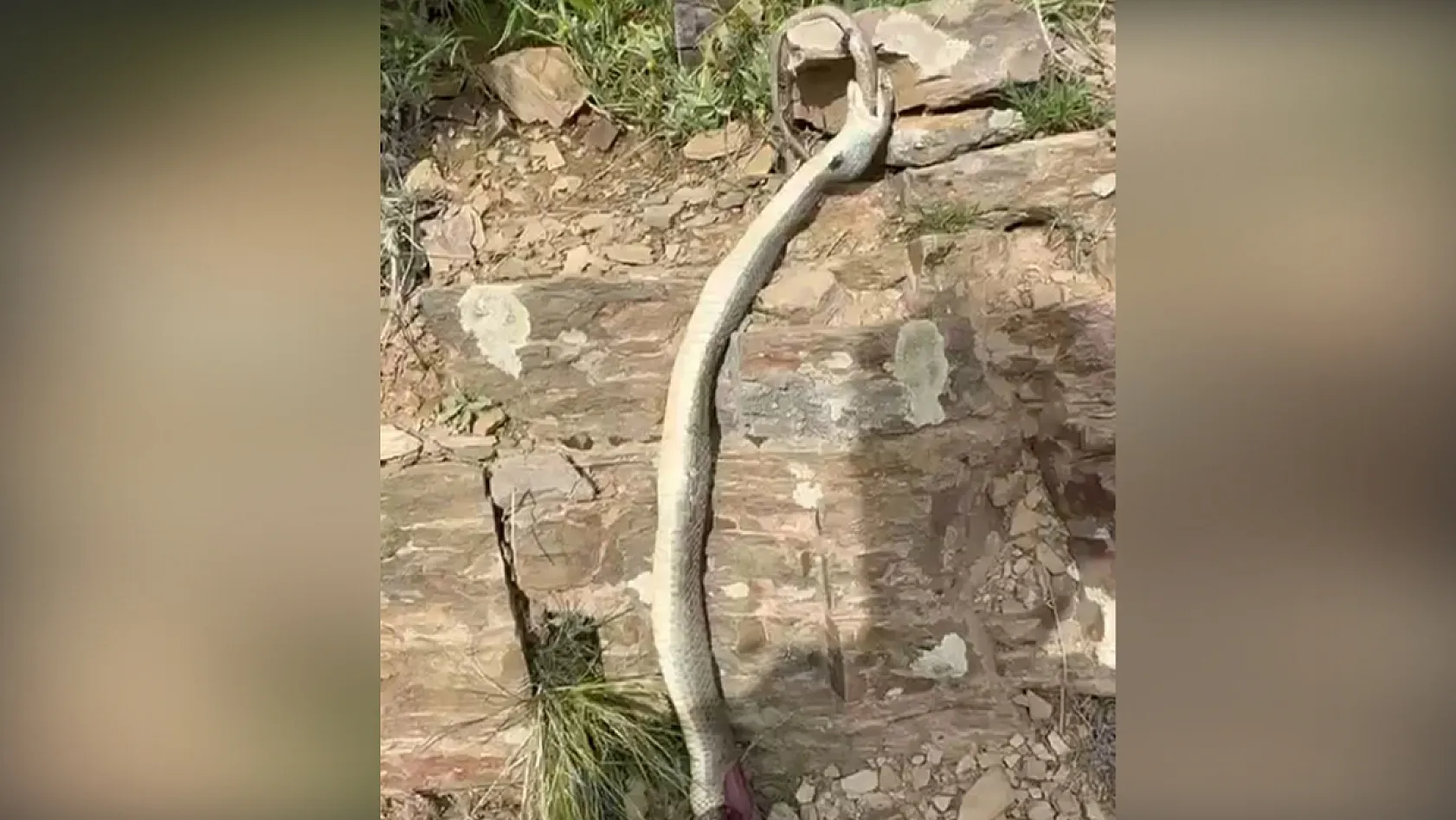 Şok eden doğa anı! Yılan yılanı yuttu, ikisi de telef oldu!