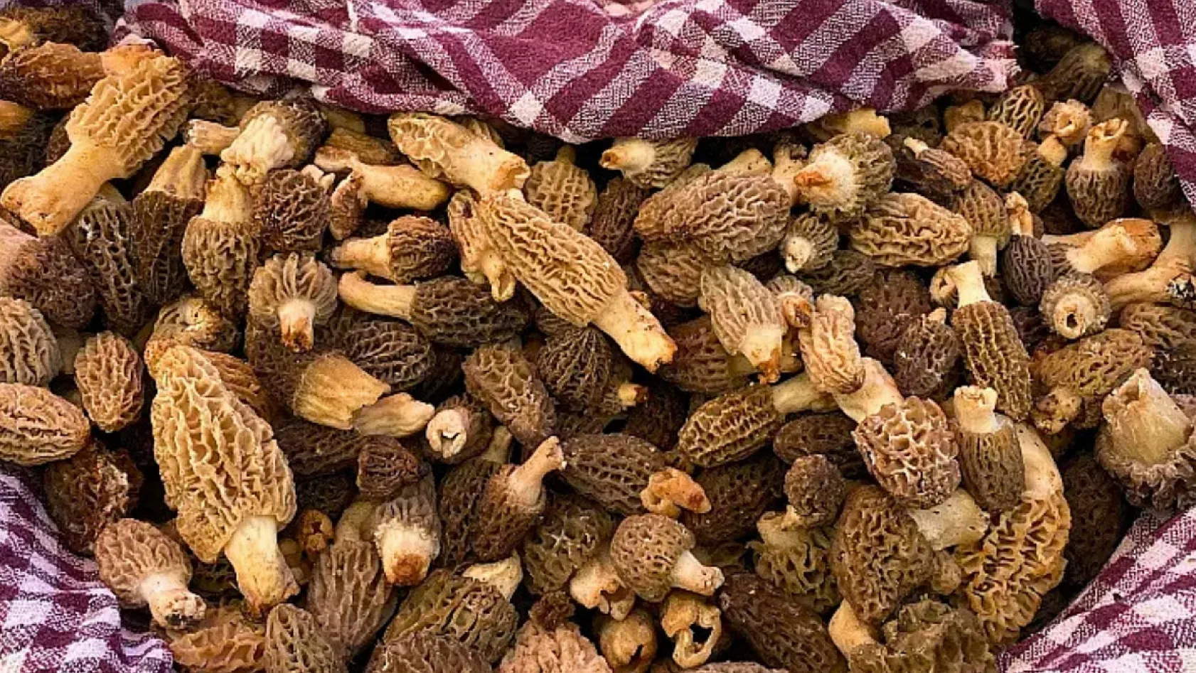 Fiyatı geriledi ama hala cep yakıyor: Fethiye'de 'Kuzu Göbeği' 2 bin lira