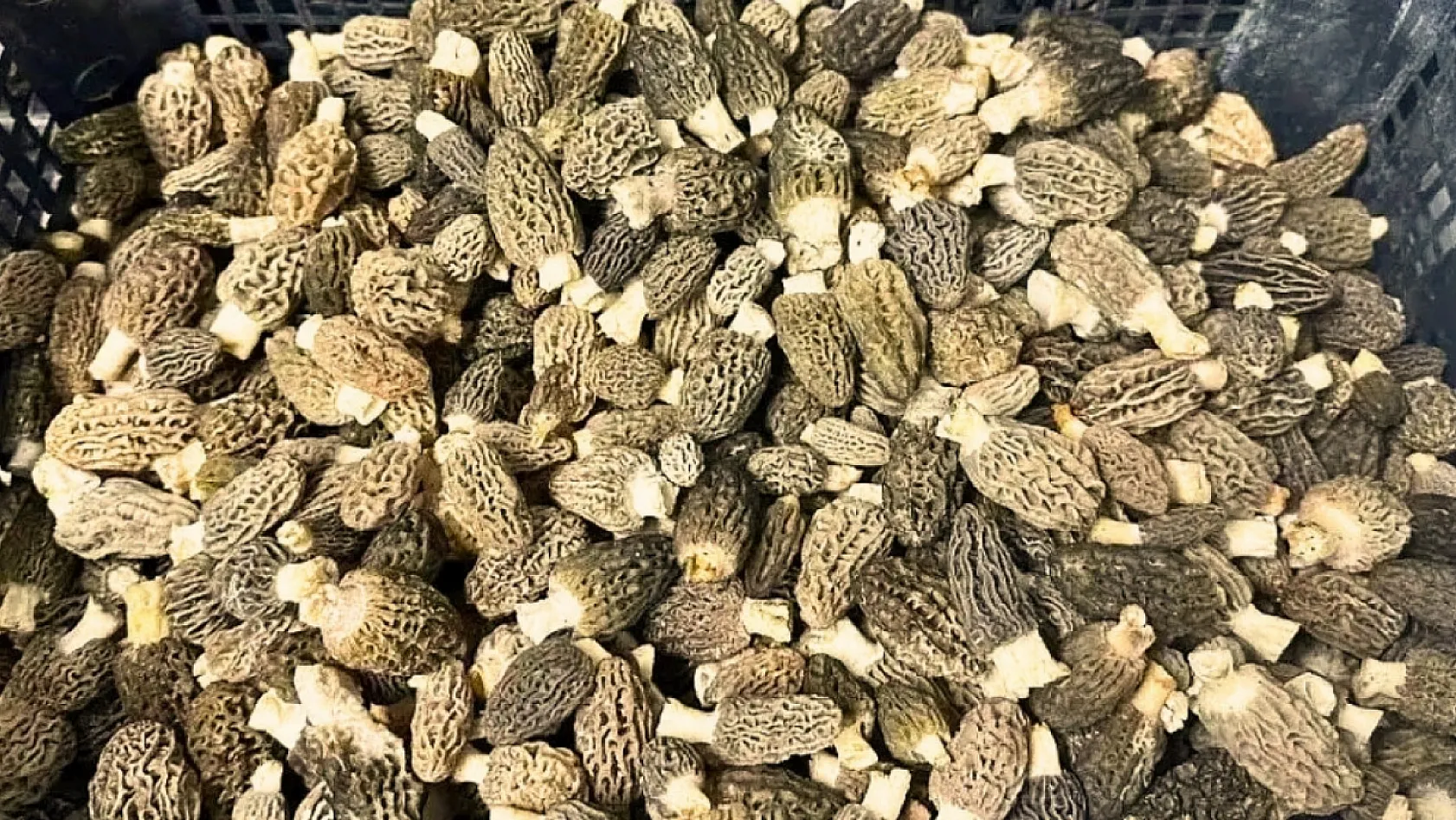 Fiyatı geriledi ama hala cep yakıyor: Fethiye'de 'Kuzu Göbeği' 2 bin lira
