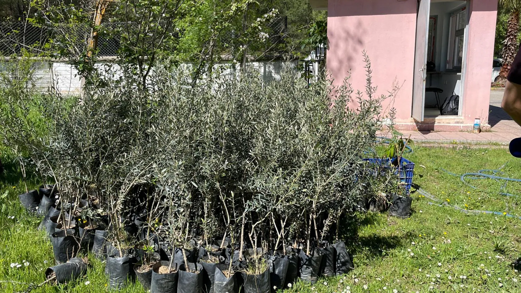 Geleceğe yeşil miras bırakıldı: Fethiye'de 250 fidan toprakla buluştu