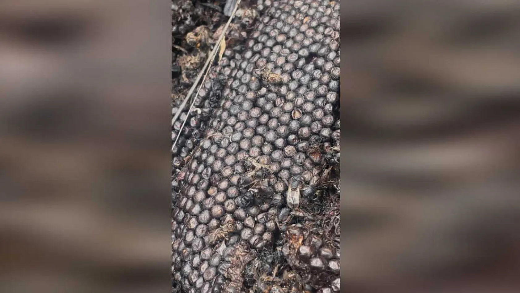 Milyonlarcası ateşe uçtu bir daha geri dönmedi
