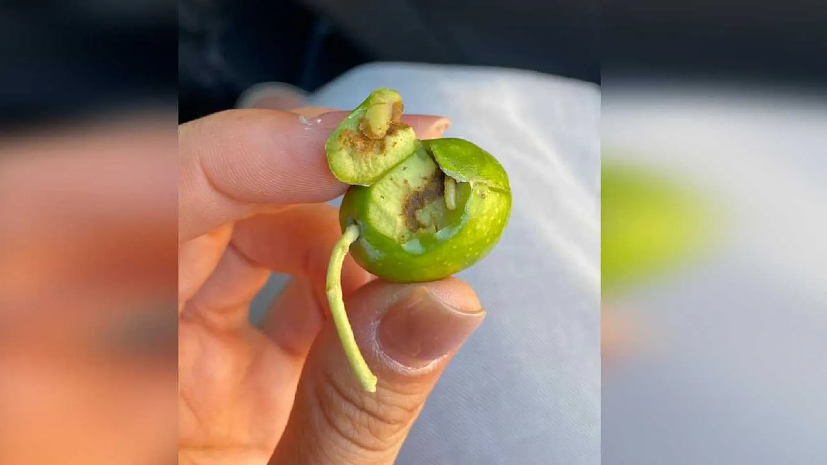 Zeytin üreticileri şokta! Meyveleri kurtlandırıyor