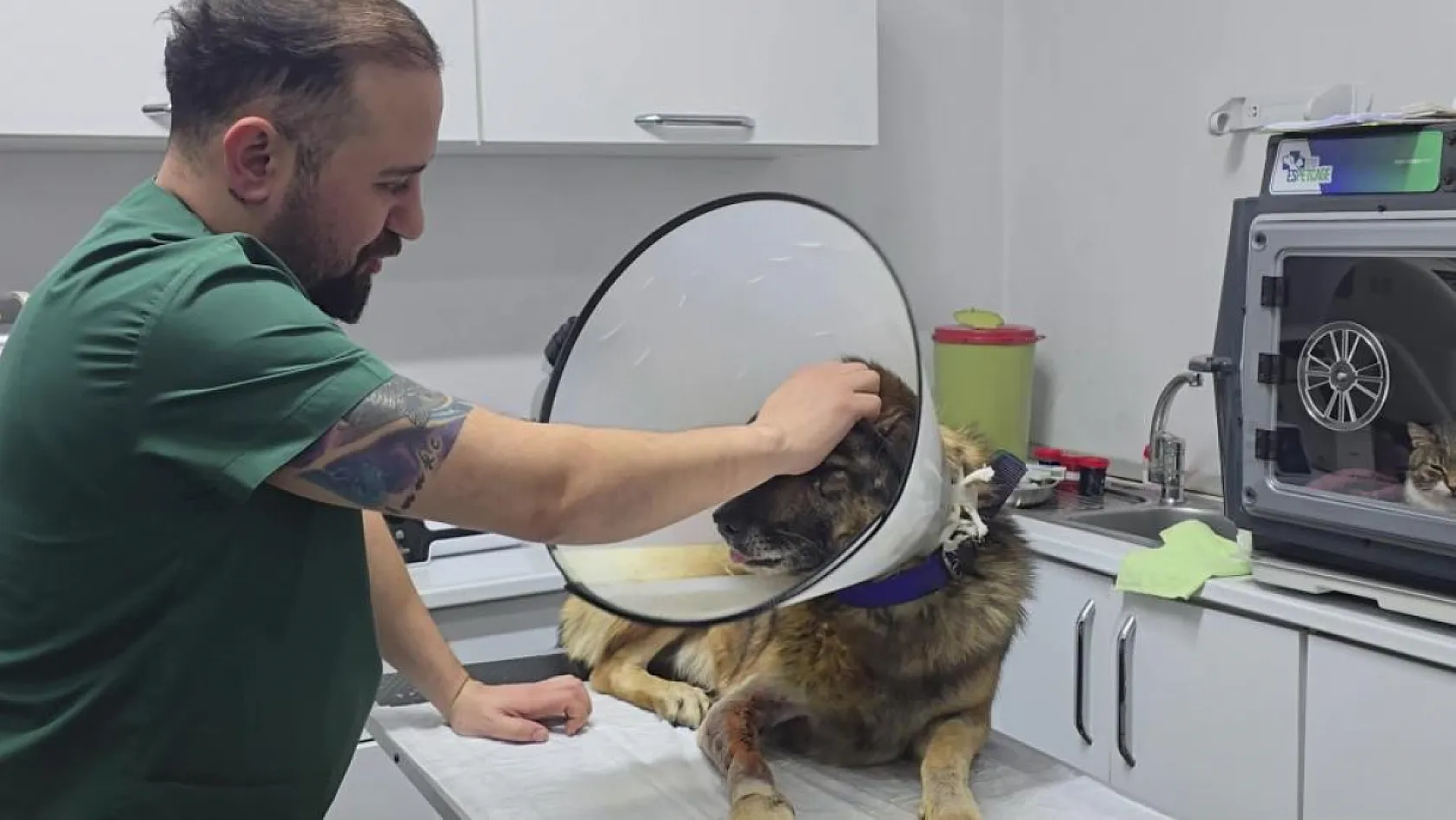 Havladığı için 4 kurşunla vurulan köpek hayata tutundu: Adını 'Kurşun' koydular