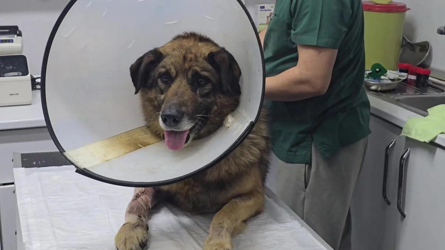 Havladığı için 4 kurşunla vurulan köpek hayata tutundu: Adını 'Kurşun' koydular