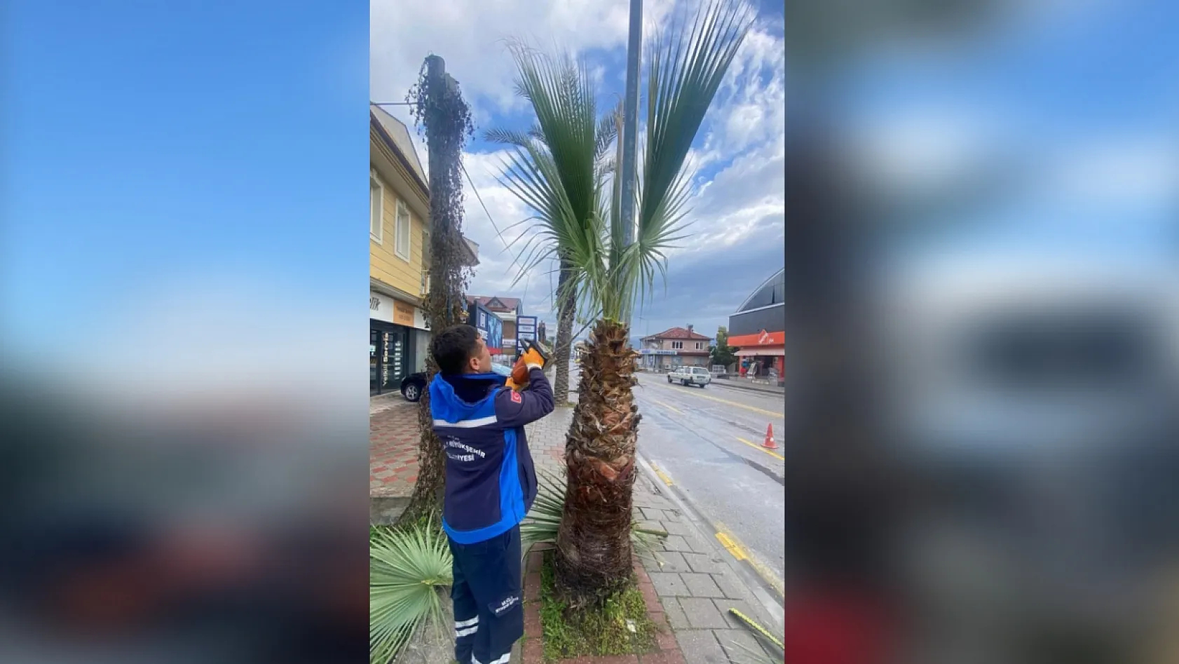 Muğla'da Ağaçlara Gençlik Aşısı: Hem Doğa Hem Güvenlik İçin Budama