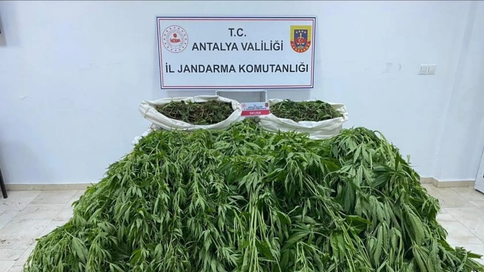 Serayı uyuşturucu tarlasına çevirmiş