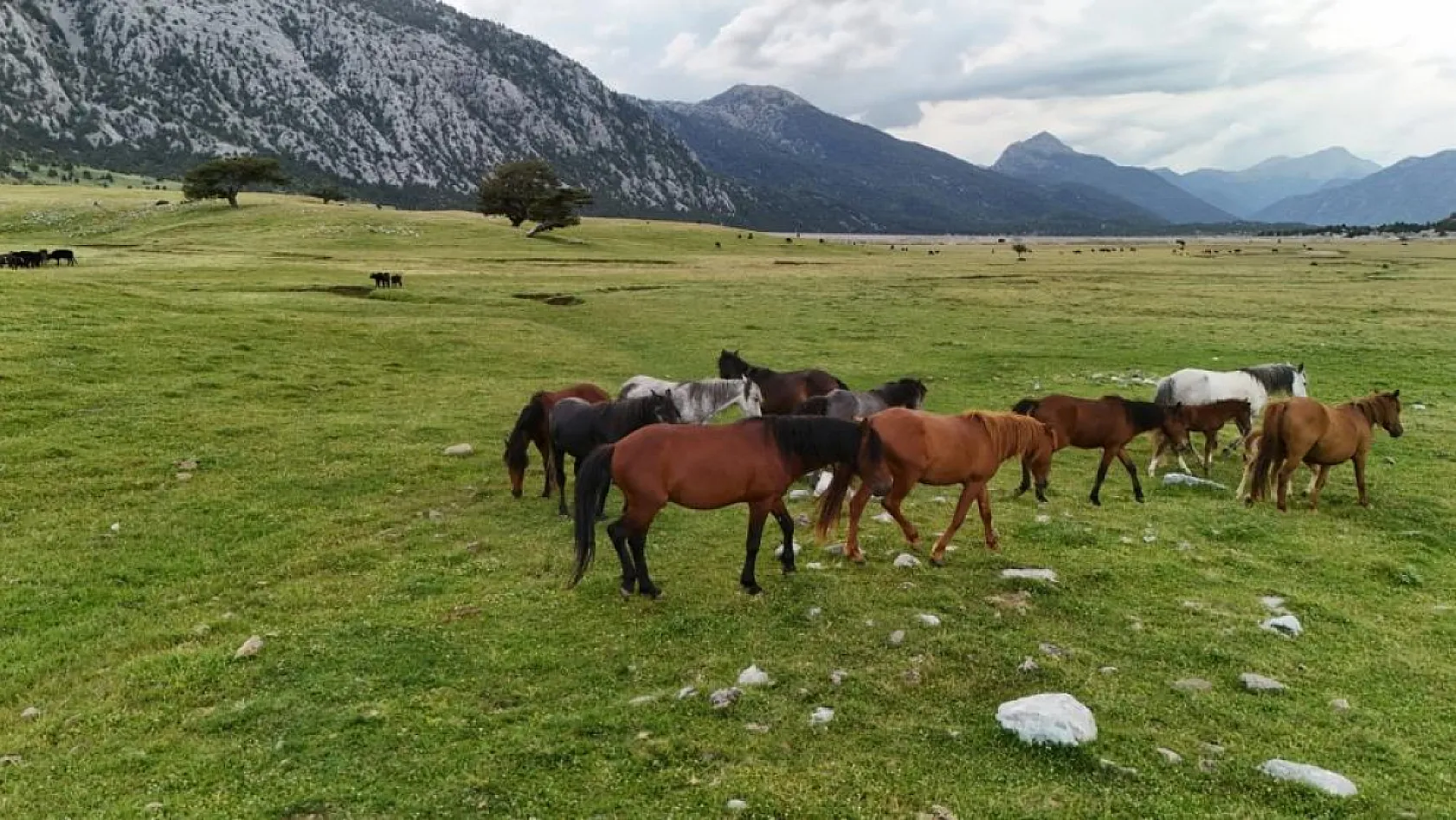Kökenleri Osmanlı Süvari atlarına dayanan Toroslar'ın özgür ruhları yılkı atları