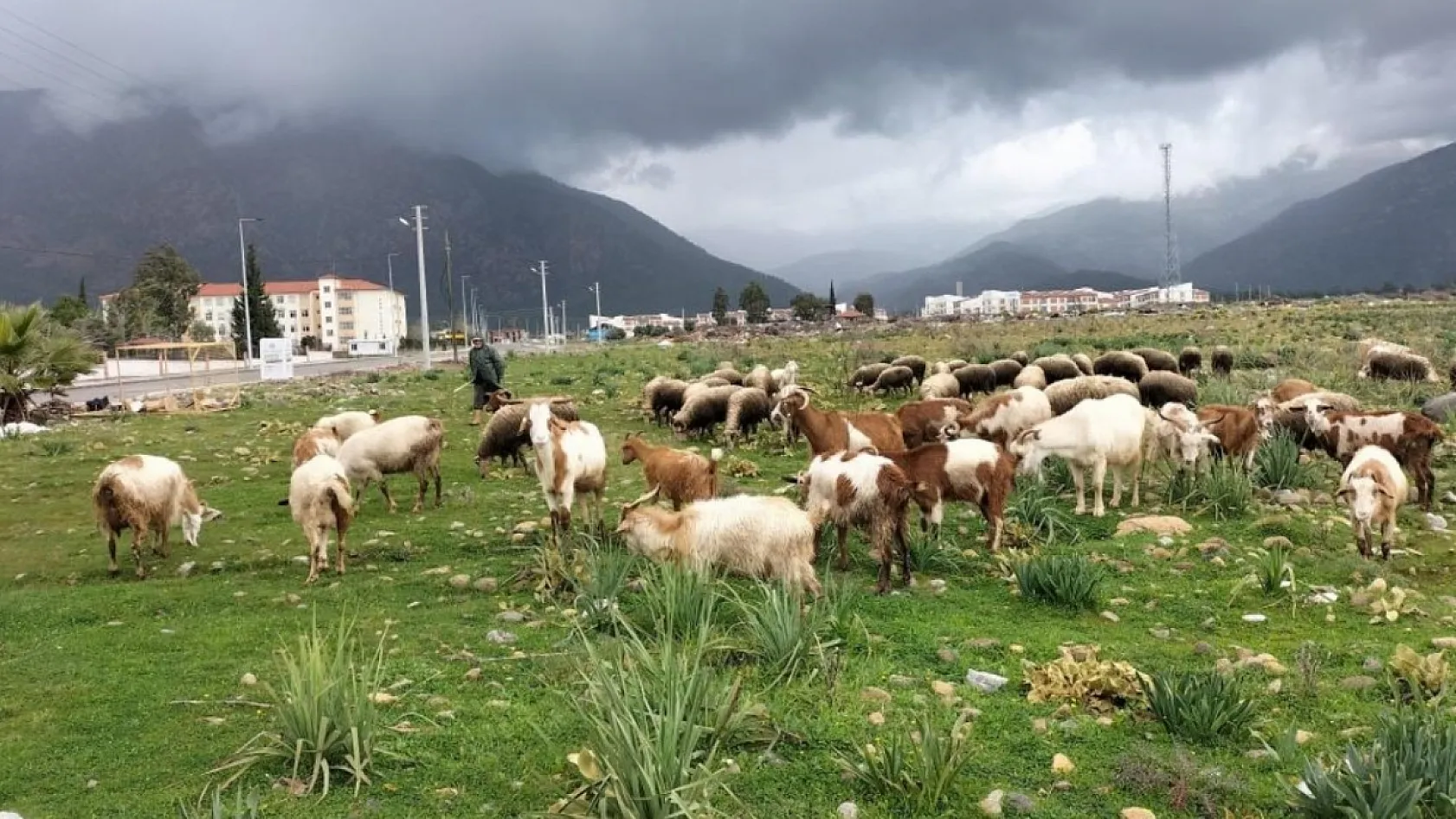 Köyceğiz'de yağışlar ot verimini artırdı